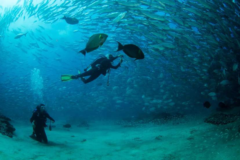 Buzos exploran un mundo submarino vibrante rodeados por un remolino de peces tropicales.