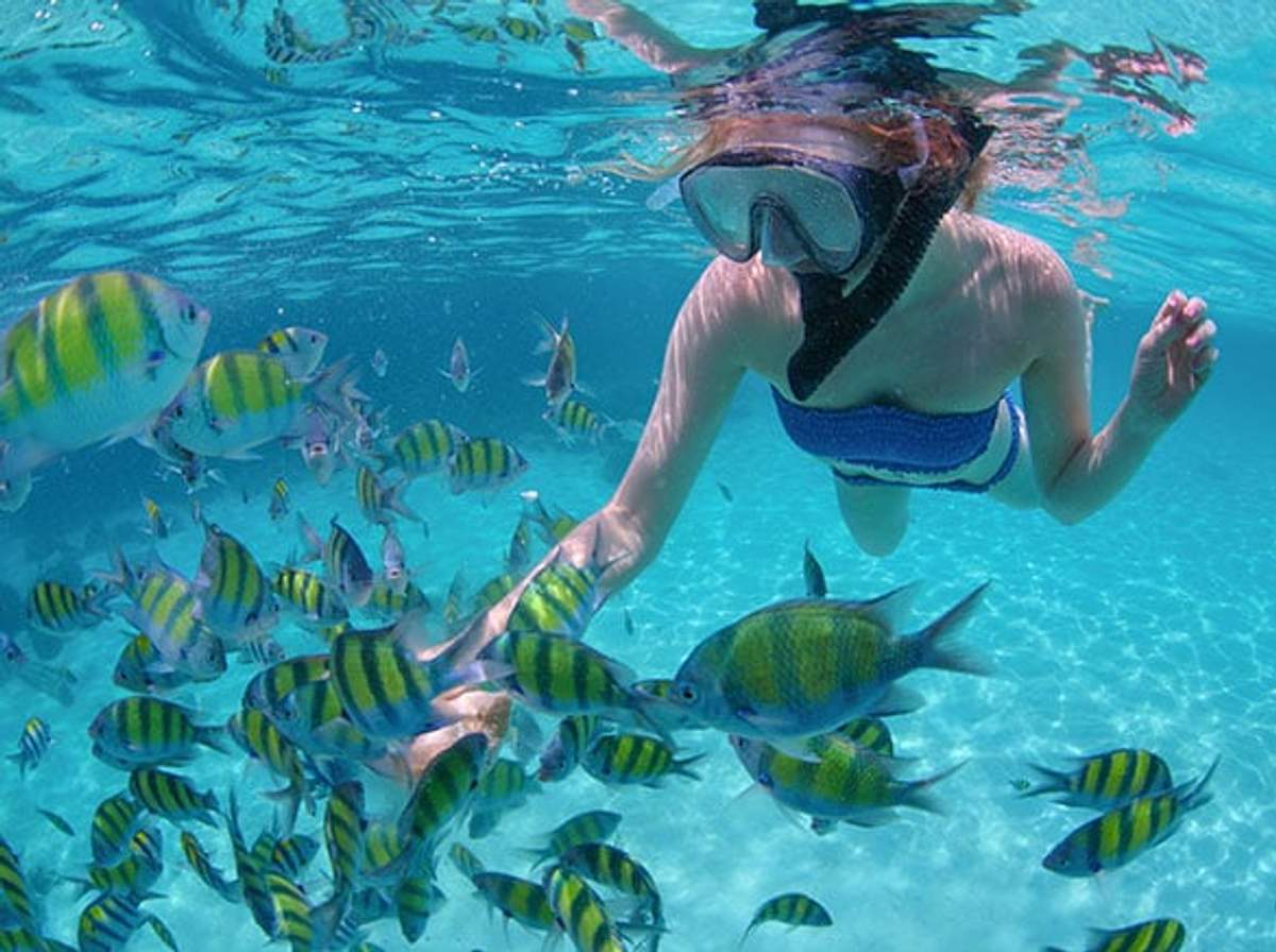 A snorkeler swims among a school of vibrant, striped fish in clear turquoise water. The underwater scene captures the beauty and diversity of marine life, highlighting an exciting and colorful snorkeling experience.