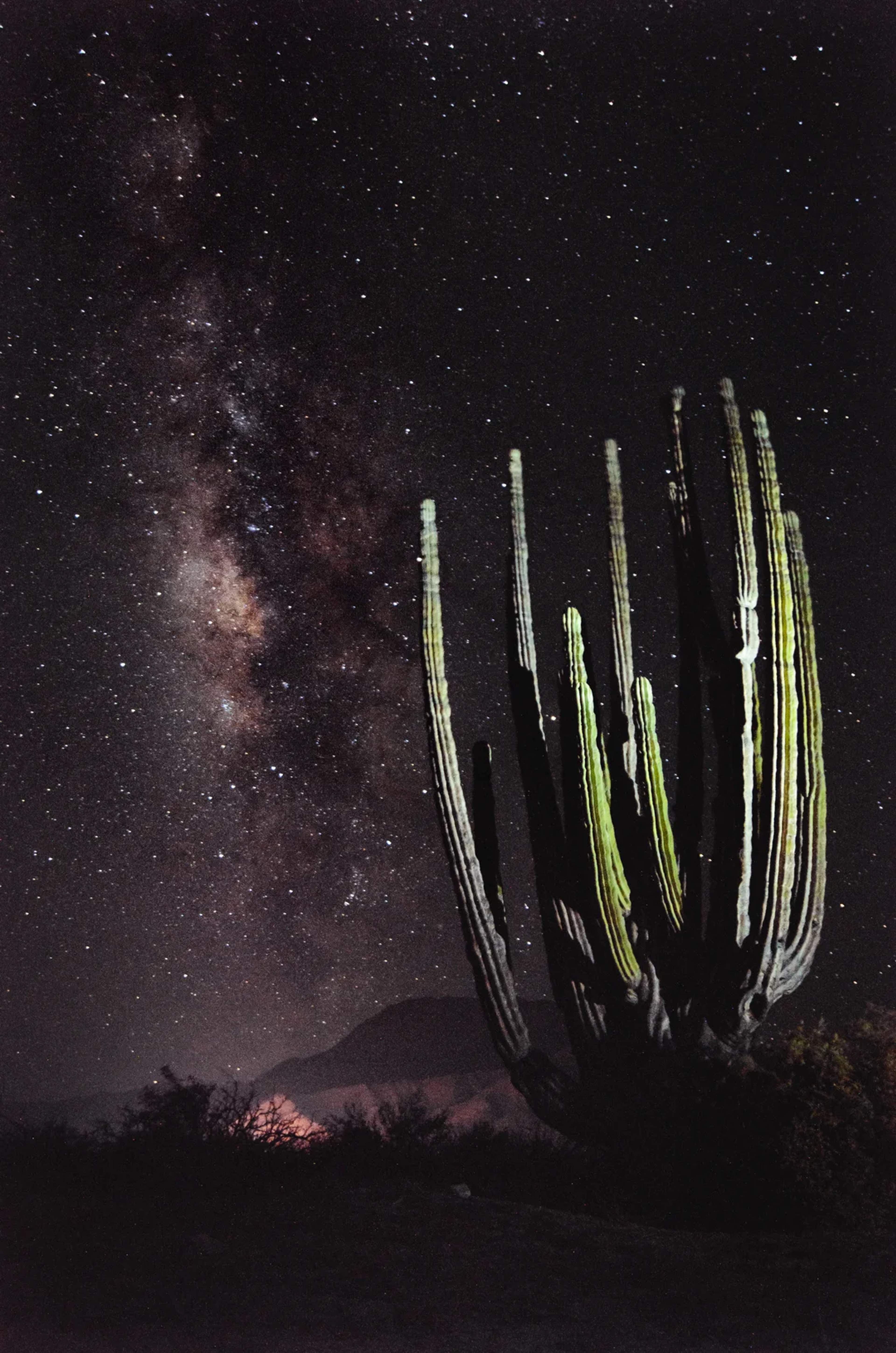 Giant cactus under a starry desert sky with the Milky Way shining bright in the background.