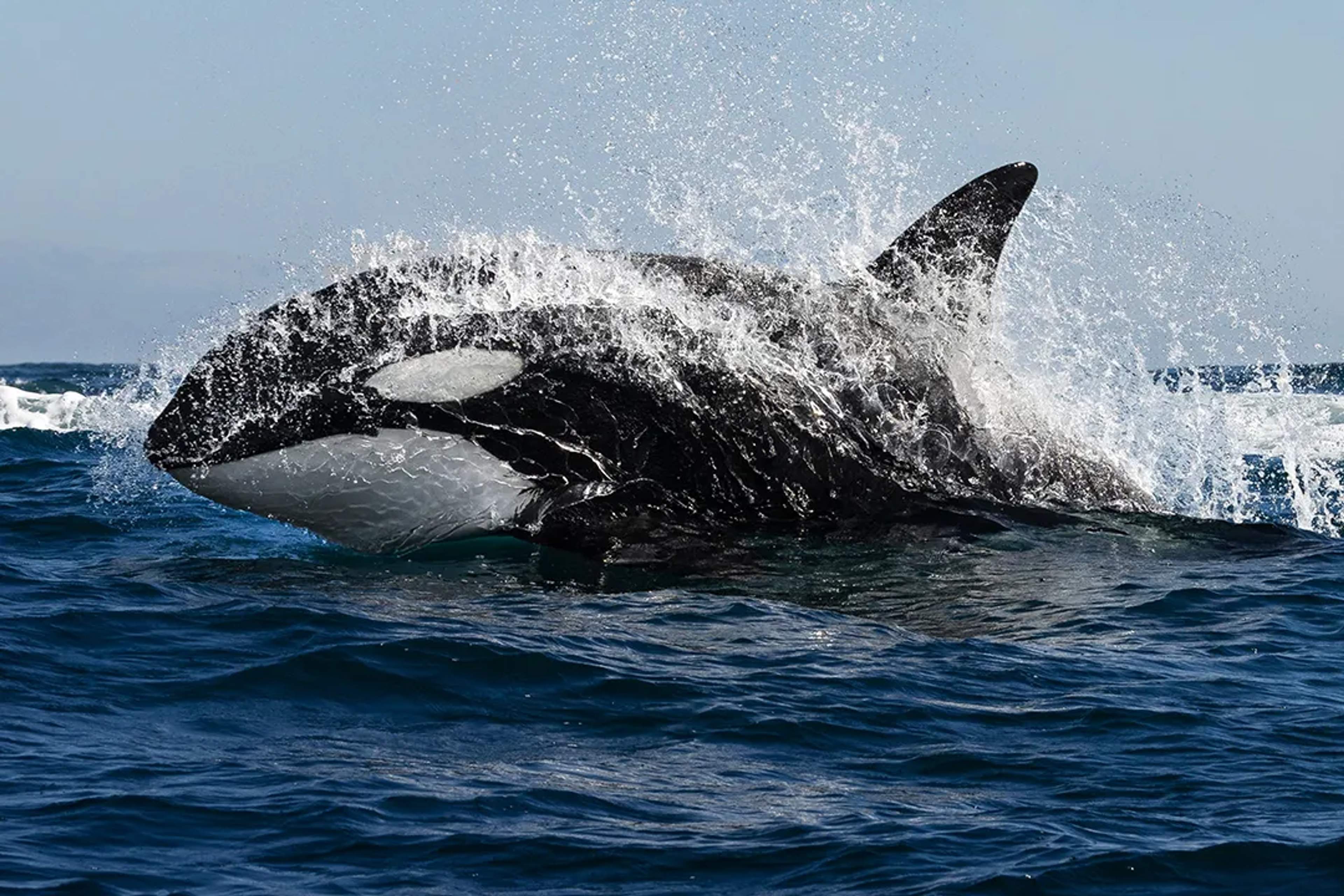 Orca emergiendo entre las olas del Mar de Cortés en Baja California Sur, México.