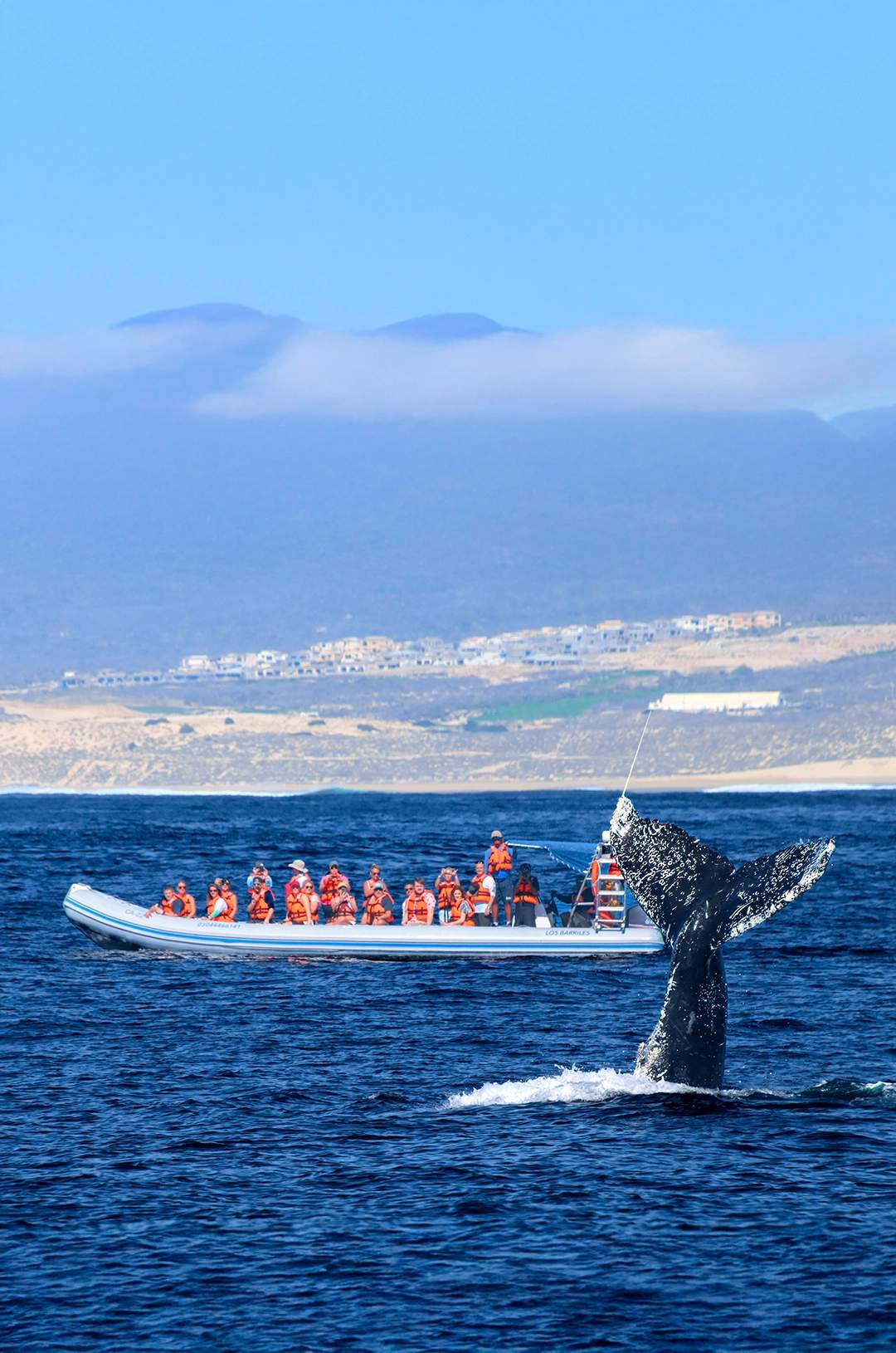 Una cola de ballena emerge del océano mientras un bote con pasajeros en chalecos naranjas observa cerca.