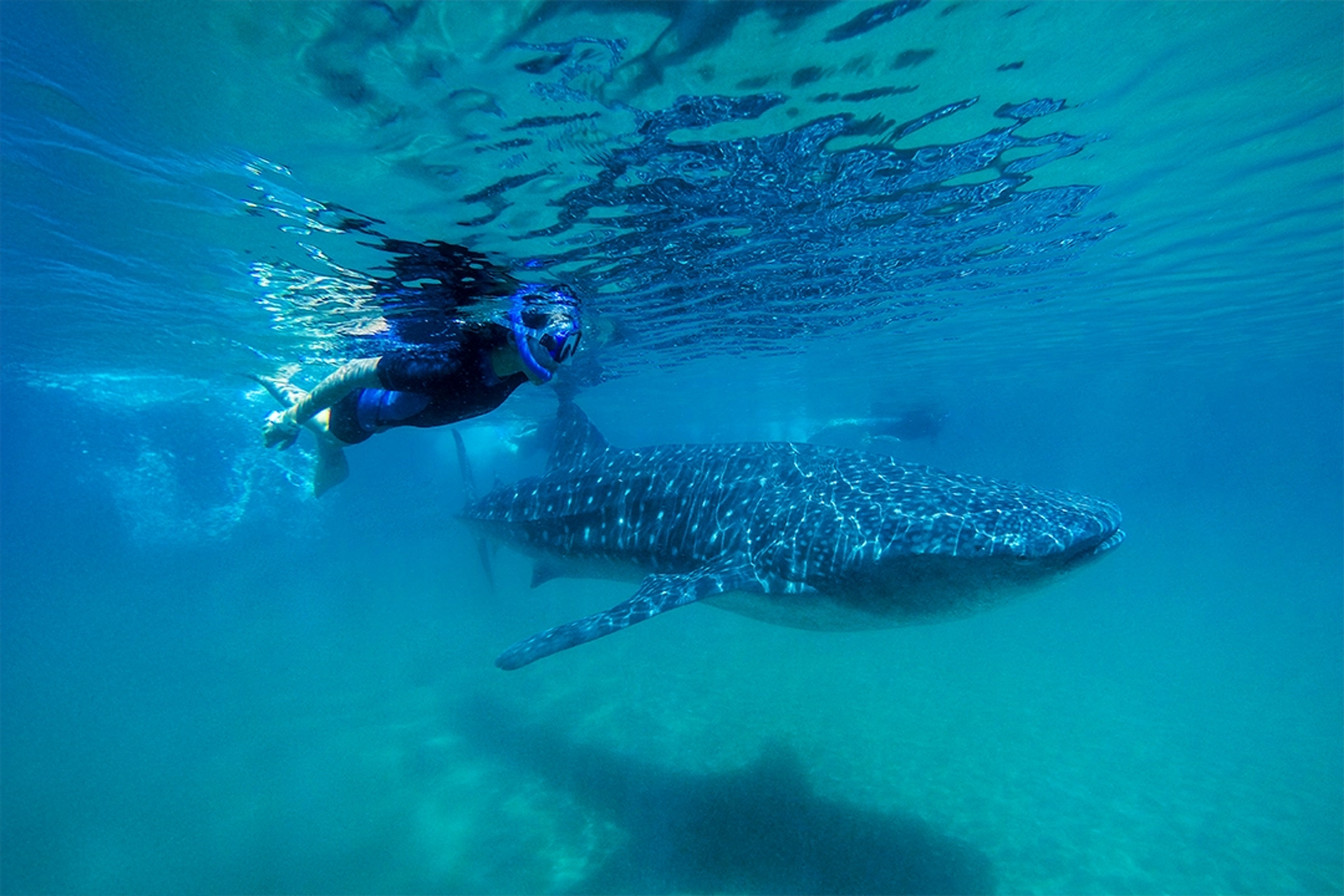 Un buceador nada junto a un majestuoso tiburón ballena en aguas cristalinas, creando una experiencia inolvidable.