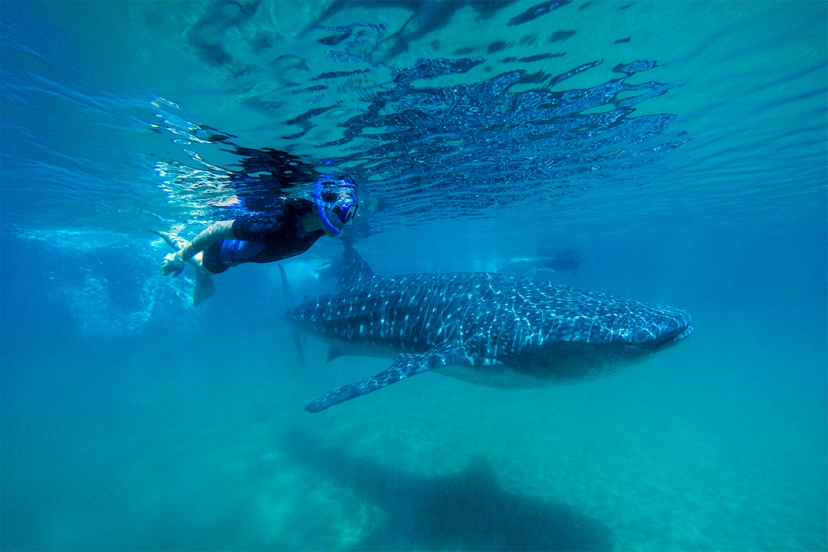 A snorkeler swims alongside a majestic whale shark in crystal-clear blue waters, creating an unforgettable experience.