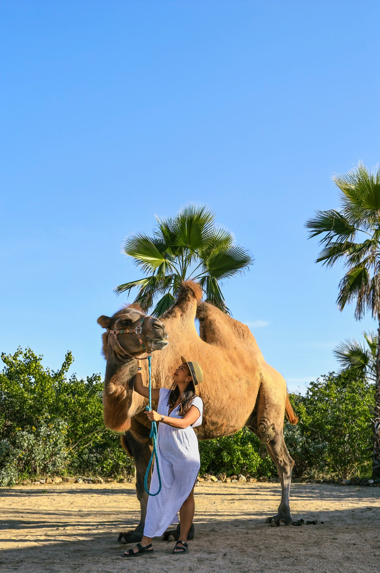 Woman petting a camel in the desert