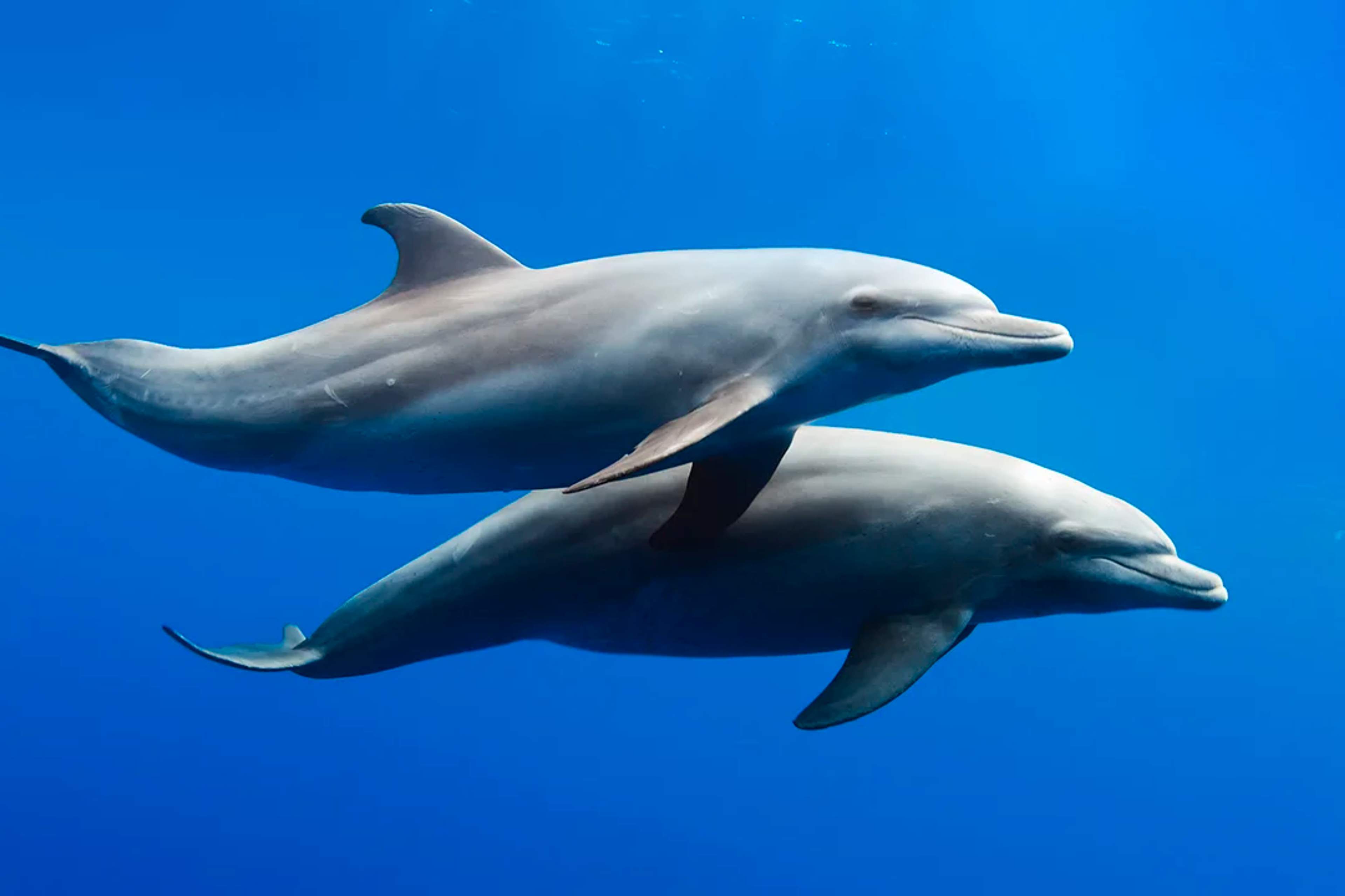 Two dolphins swimming closely together in clear blue water, showcasing a sense of companionship and harmony in their natural habitat.