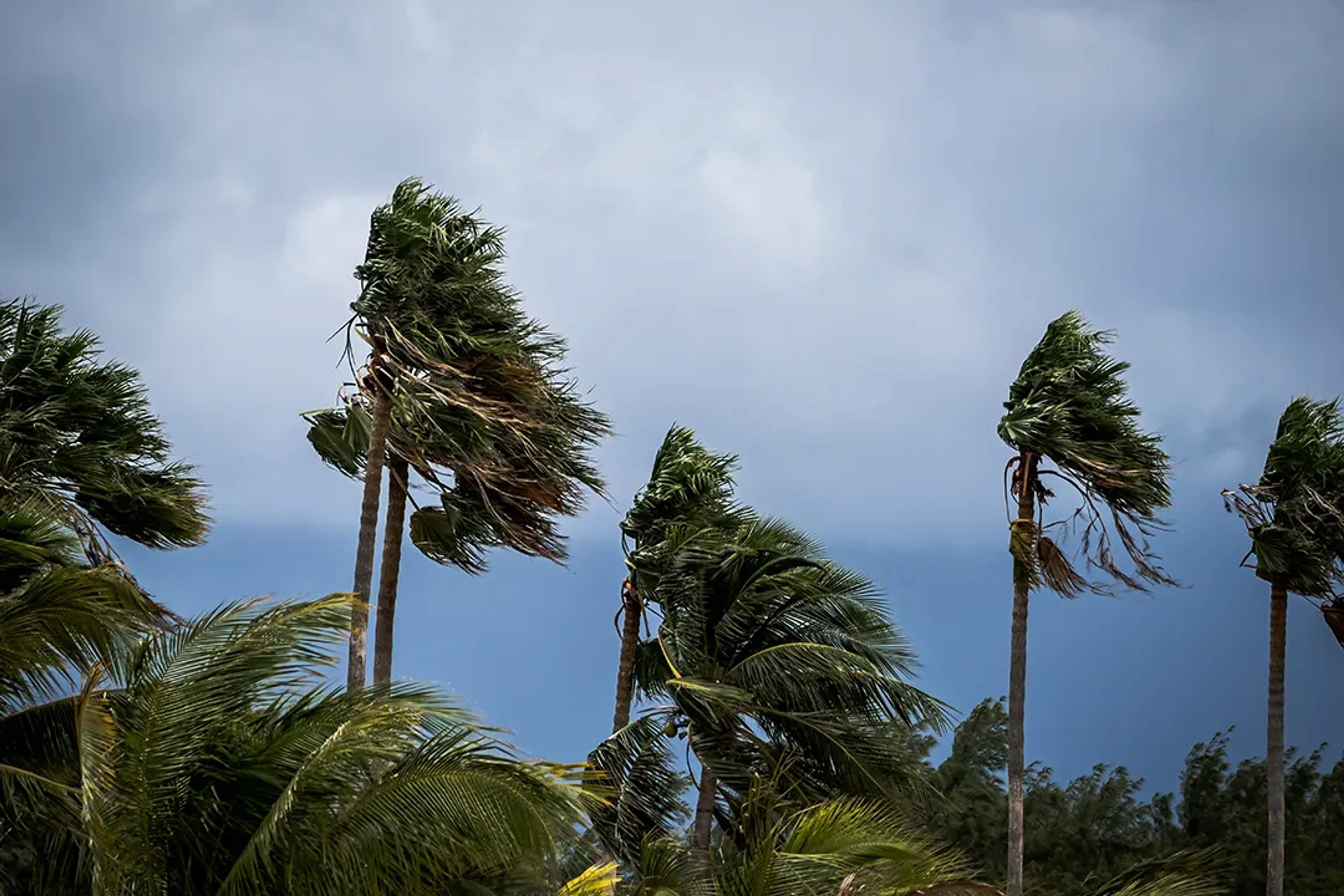 Strong winds bend palm trees under a stormy sky, signaling an approaching tropical storm.