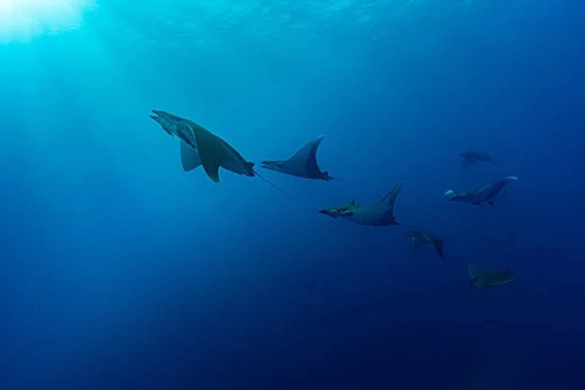 Un grupo de rayas se desliza por el profundo océano azul, iluminado por un rayo de luz solar desde arriba. La tranquila escena submarina resalta el movimiento gracioso de las rayas en su hábitat natural.