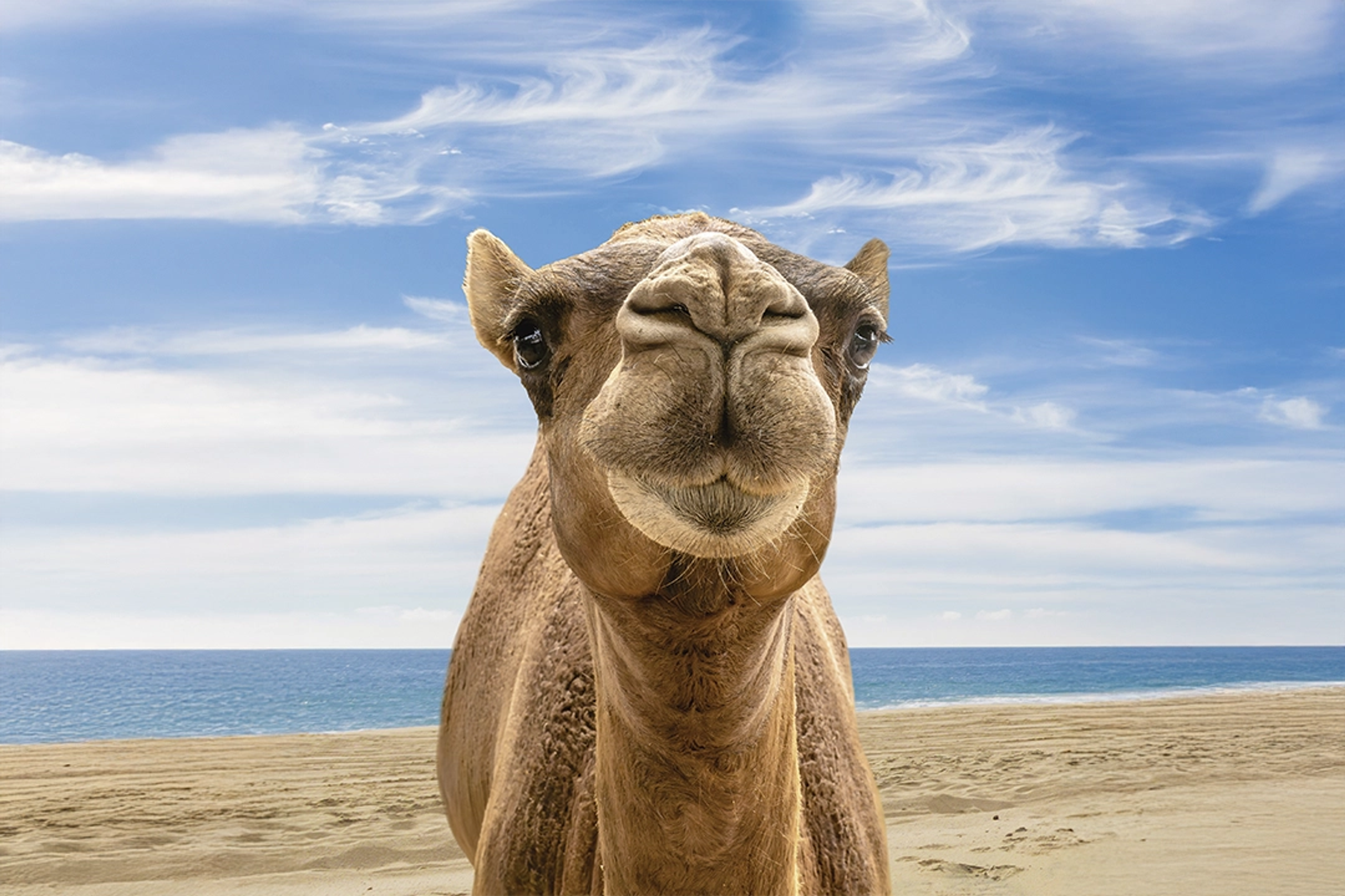 Un primer plano de la cara de un camello en una playa de arena con el océano y un cielo azul claro al fondo.