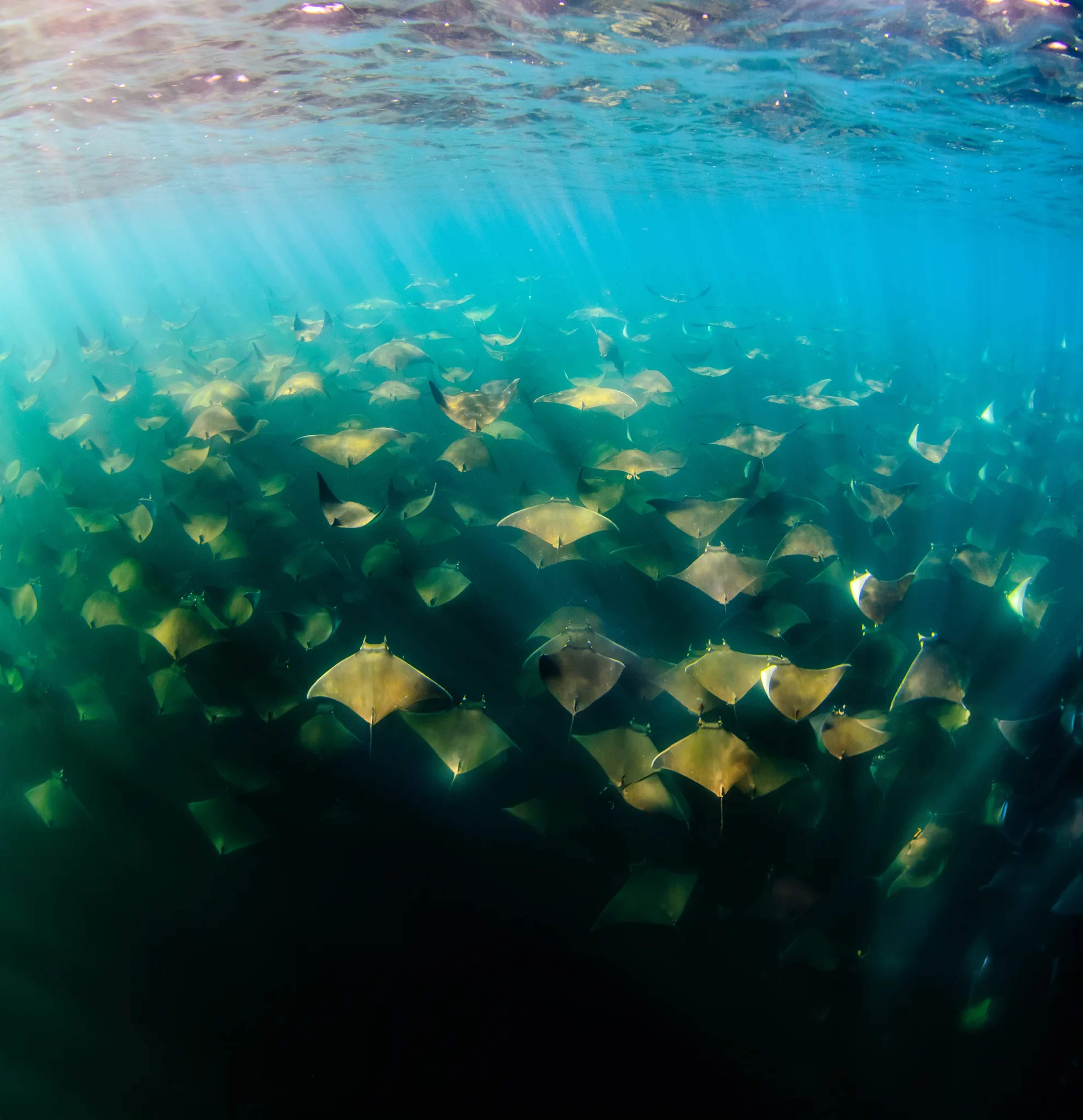 Un gran banco de rayas doradas nada en aguas turquesas cristalinas en el santuario marino protegido de Cabo Pulmo.