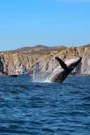 Humpback whale breaching near a boat with tourists, with rocky cliffs and blue sky in the background.