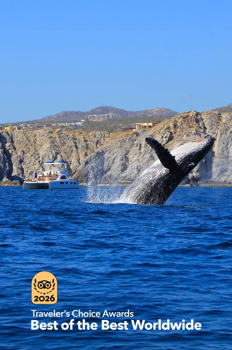 Ballena jorobada emergiendo cerca de un barco con turistas, con acantilados rocosos y cielo azul al fondo.