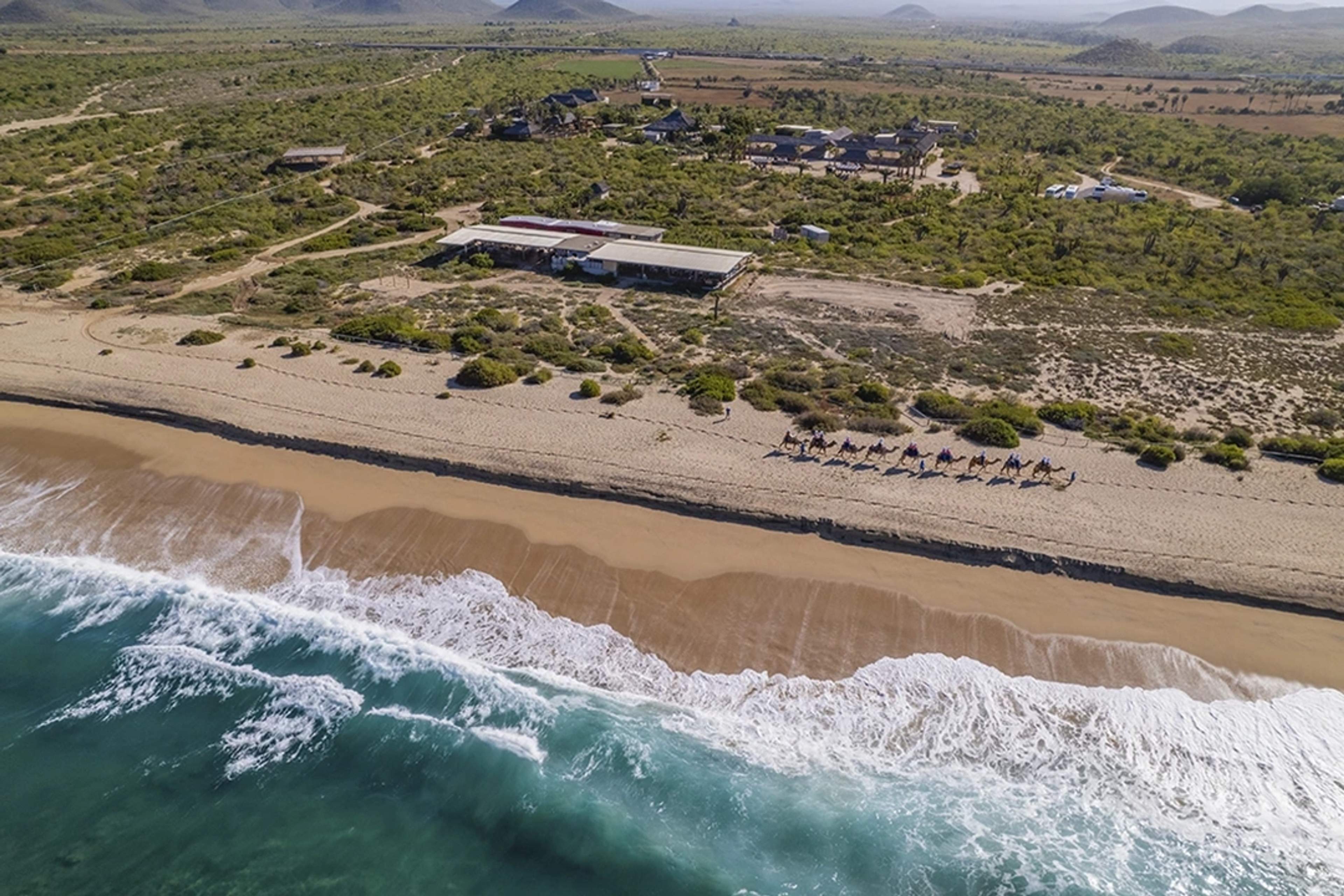 Aerial view of a sandy beach with ocean waves, lush greenery, and a group of camels walking along the shore.