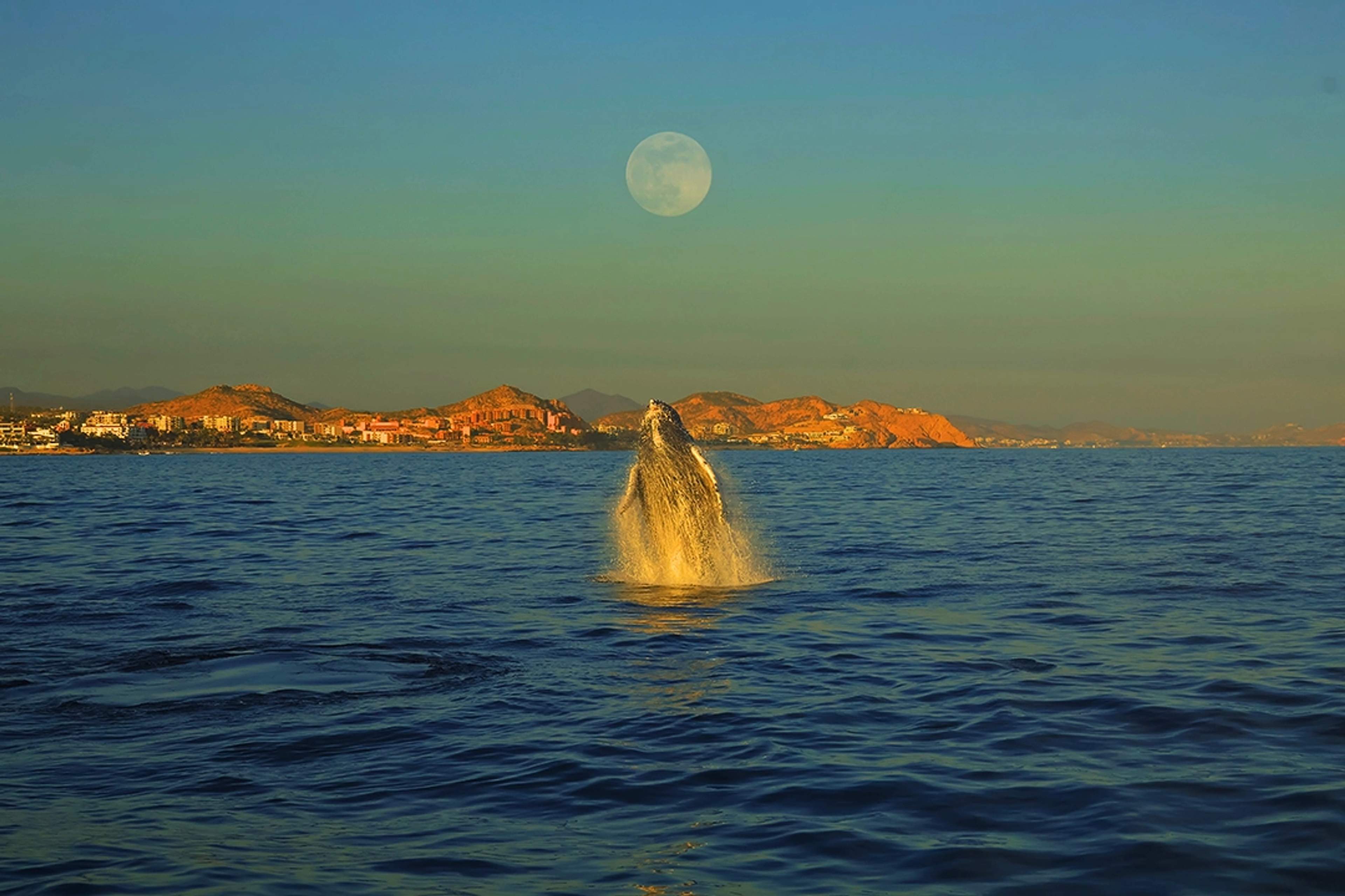 A whale breaches the ocean's surface at sunset, with coastal mountains and a full moon in the background.