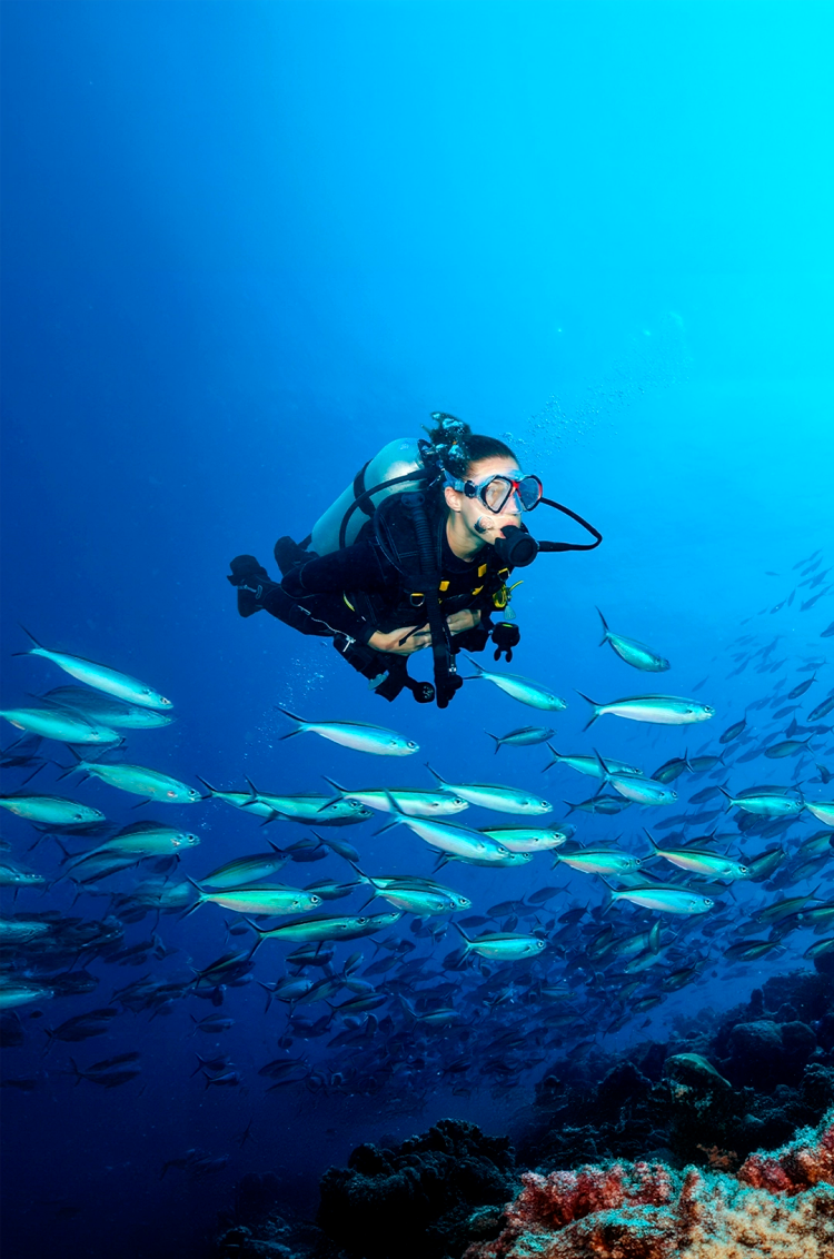 A scuba diver swims alongside a school of fish over a vibrant coral reef in the deep blue ocean.