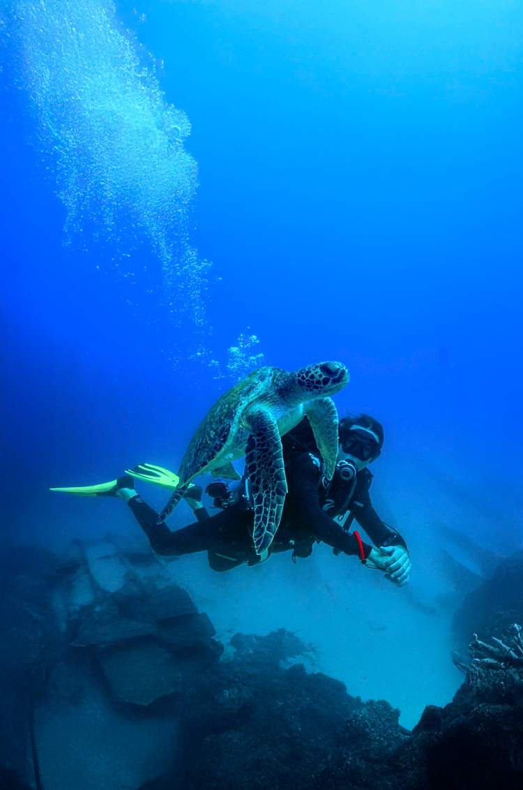 Buzo nadando junto a una tortuga marina en aguas cristalinas en Cabo San Lucas.