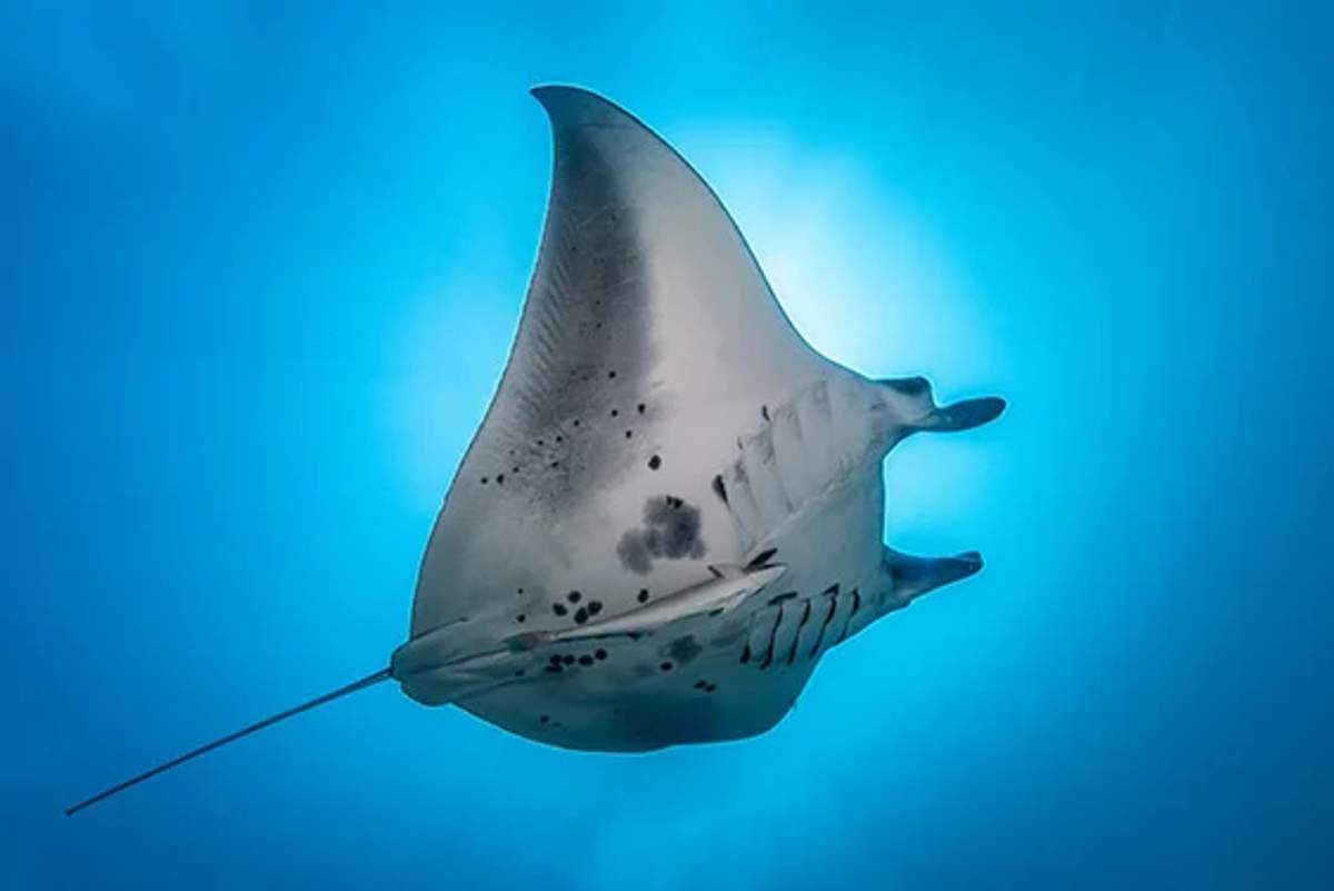 Una majestuosa mantarraya se desliza con gracia bajo el agua, silueteada contra un fondo azul brillante. La imagen captura la elegancia y la forma única de la mantarraya mientras nada en el océano.