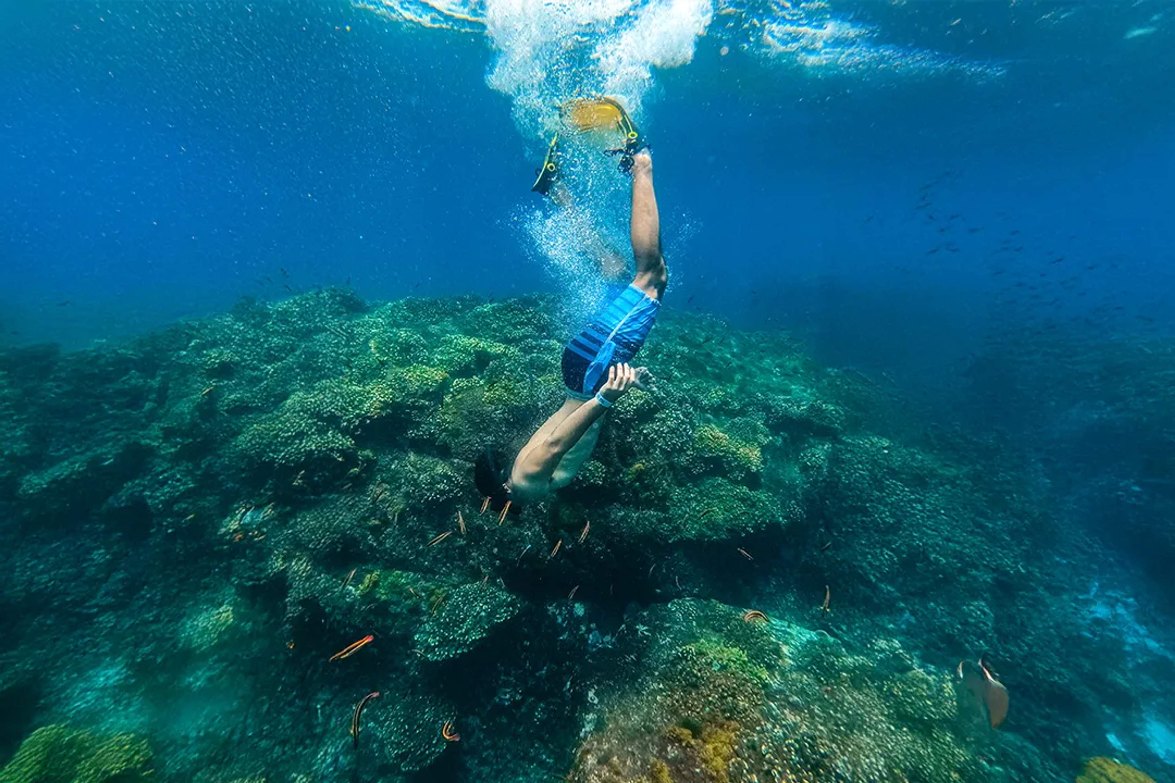 Snorkeling over vibrant coral reefs in Los Cabos, exploring crystal-clear waters on a guided ocean adventure