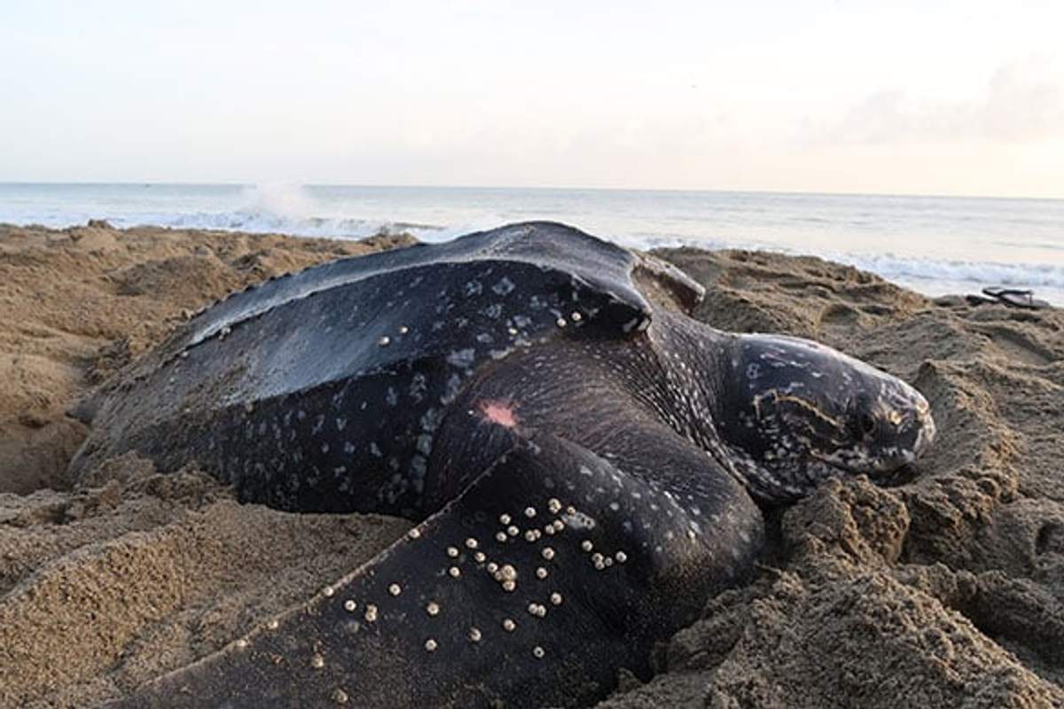 Una tortuga laúd descansa en la playa arenosa de Cabo, con su gran caparazón cubierto de percebes visible bajo el sol de la mañana.