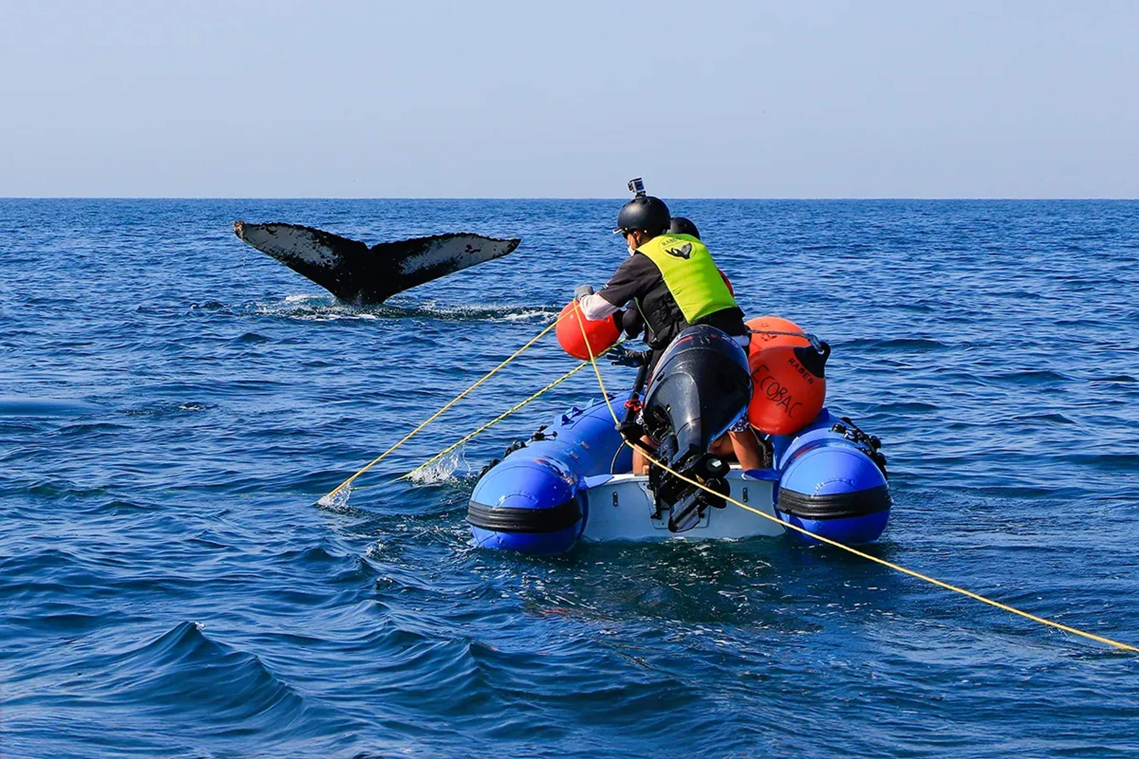 Personal de Vallarta Adventures haciendo un desenmalle de ballena en Puerto Vallarta.