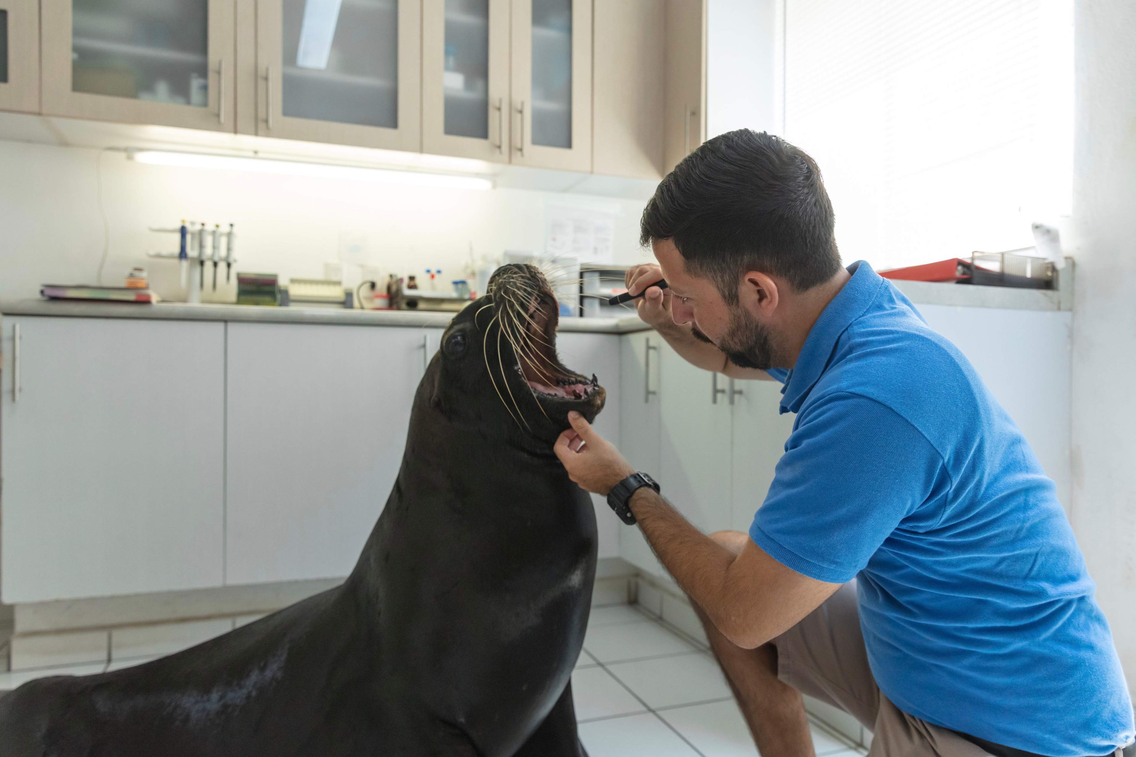 Un veterinario realiza una revisión a un león marino en un entorno clínico, utilizando un otoscopio para examinarle el oído.
