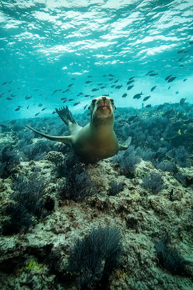 Sea lion swimming gracefully among coral reefs in the Sea of Cortez near Espiritu Santo Island.
