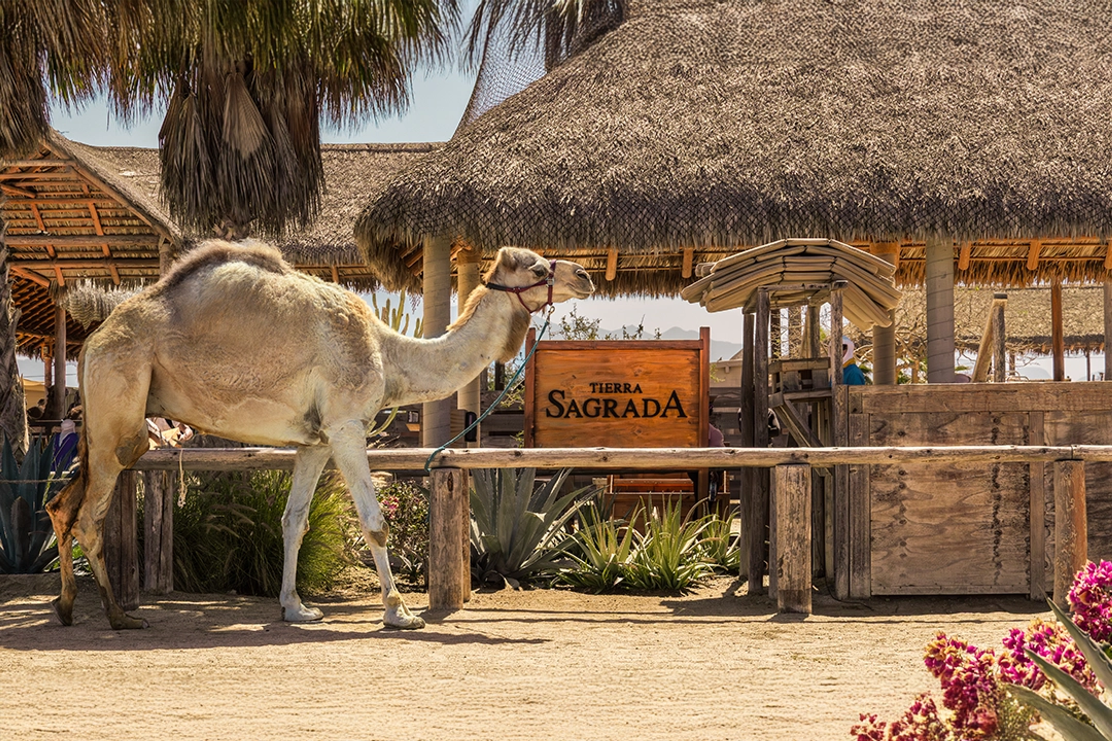 Un camello junto a un letrero que dice "Tierra Sagrada," con estructuras rústicas de palma y plantas del desierto al fondo.
