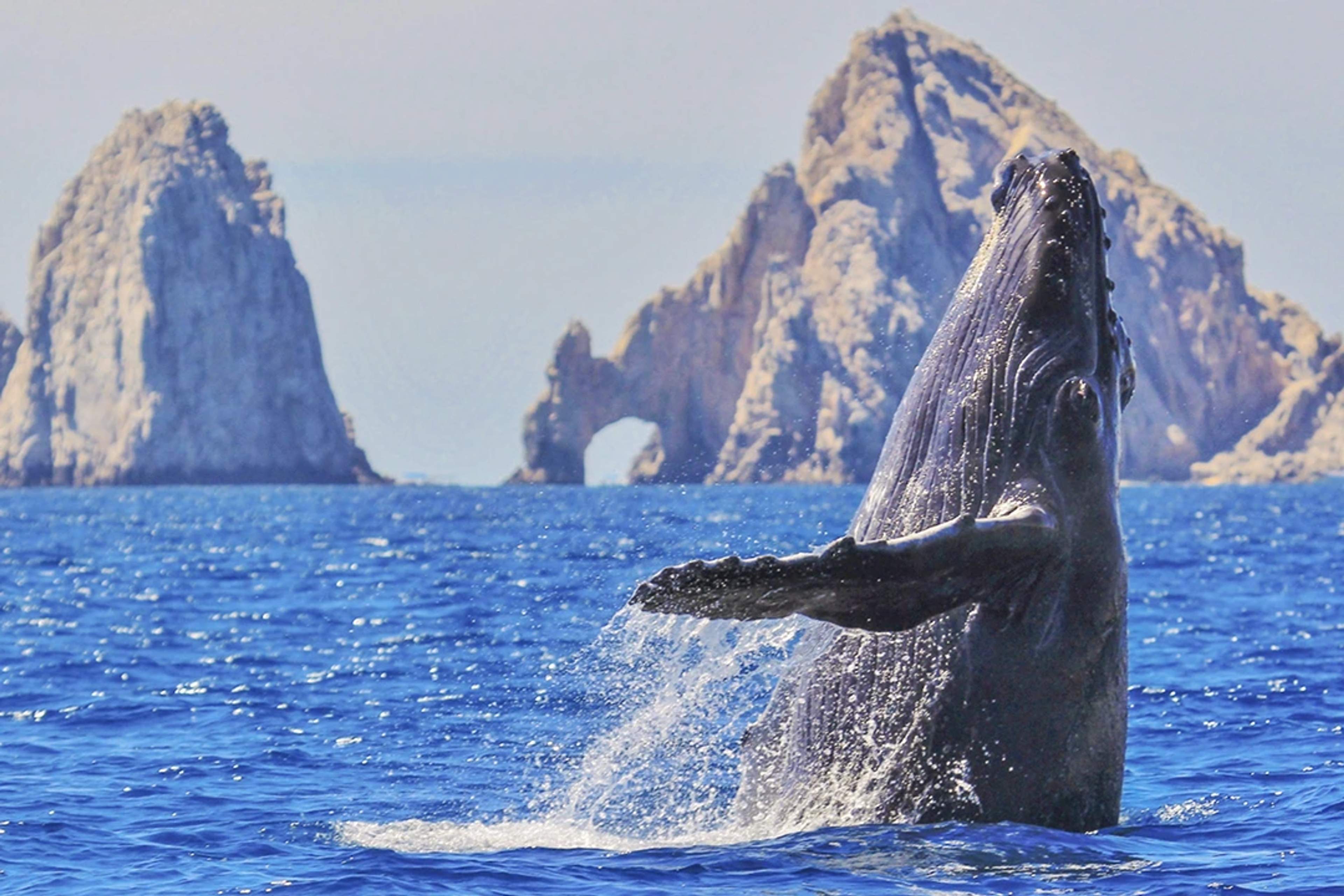 A humpback whale breaches from the ocean near Cabo’s iconic rock formations, with water splashing around in a dramatic display.
