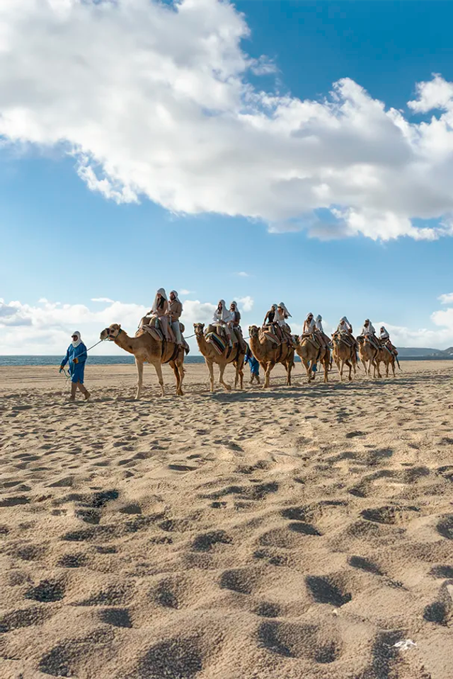 Caravana de camellos en una playa de Cabo bajo un cielo azul brillante.