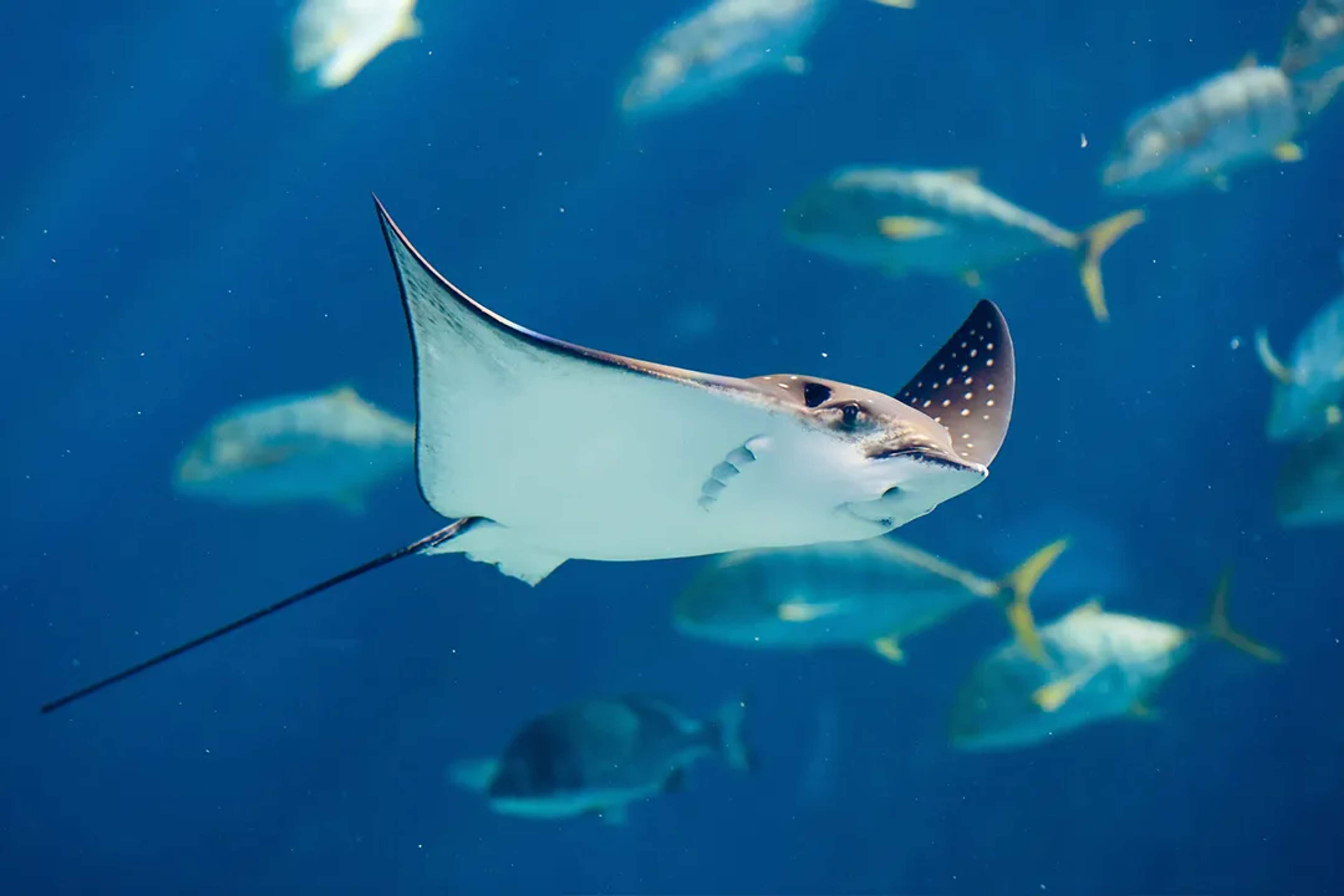 Spotted eagle ray gliding through clear Caribbean waters during a snorkeling tour in Cabo