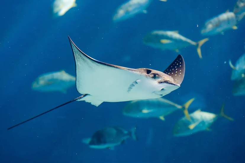 Spotted eagle ray gliding through clear Caribbean waters during a snorkeling tour in Cabo