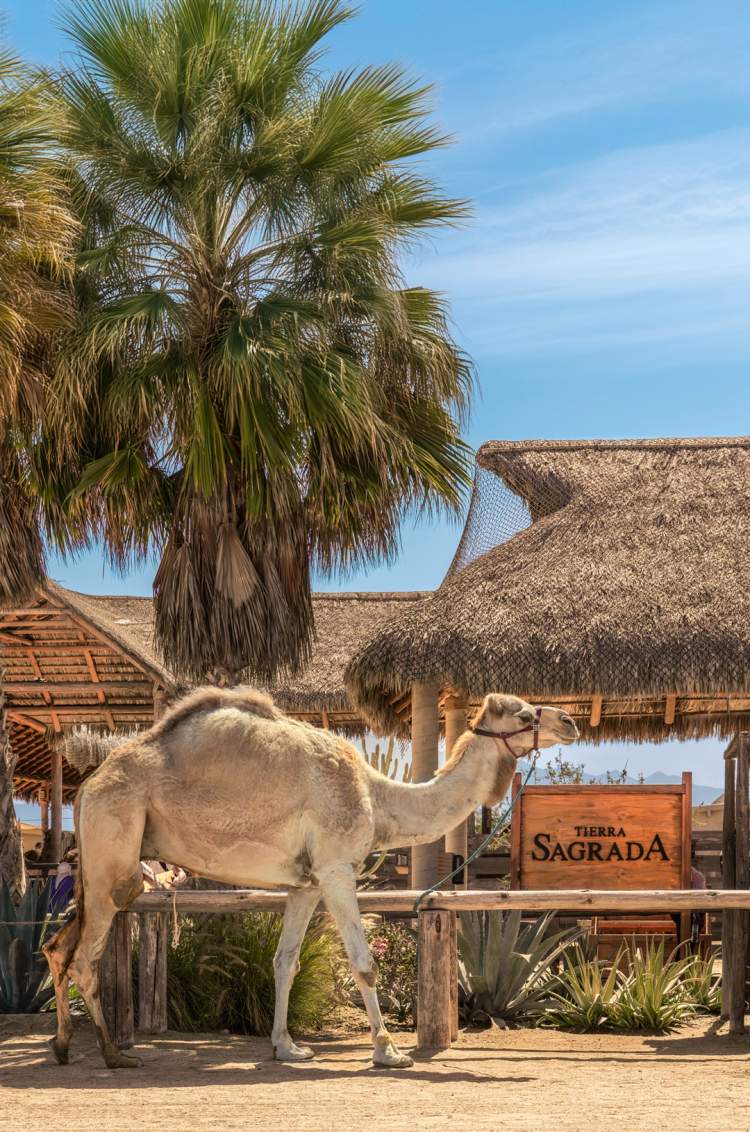 A camel stands beside a rustic sign reading “Tierra Sagrada” at a desert-style ranch entrance.