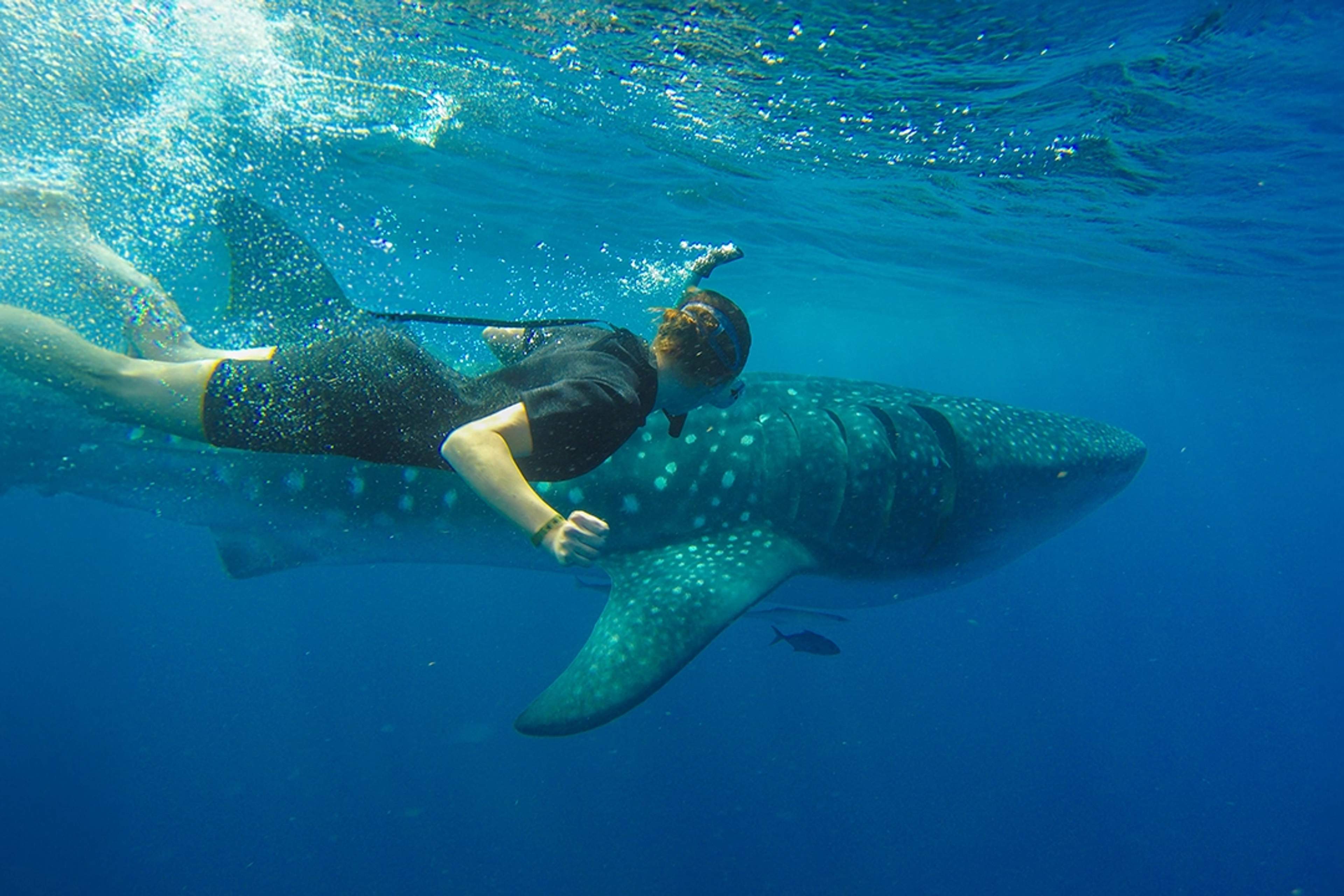 Un buceador nada cerca de un enorme tiburón ballena en aguas cristalinas, creando un momento impresionante.