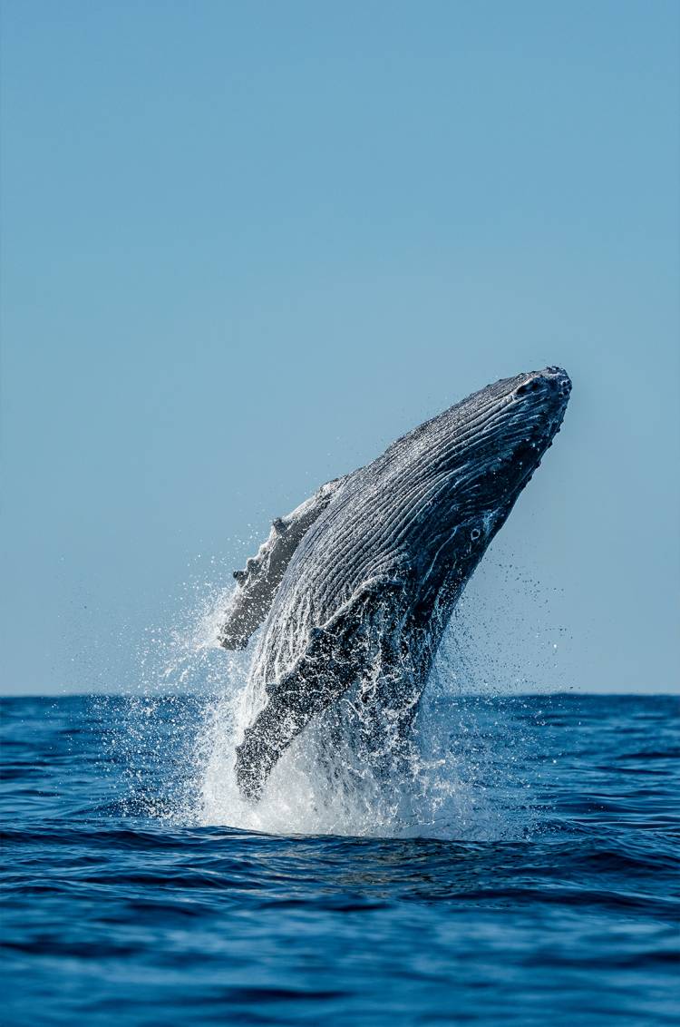 Humpback whale breaching in Los Cabos waters, a spectacular highlight of the Dolphins + Whales combo experience.