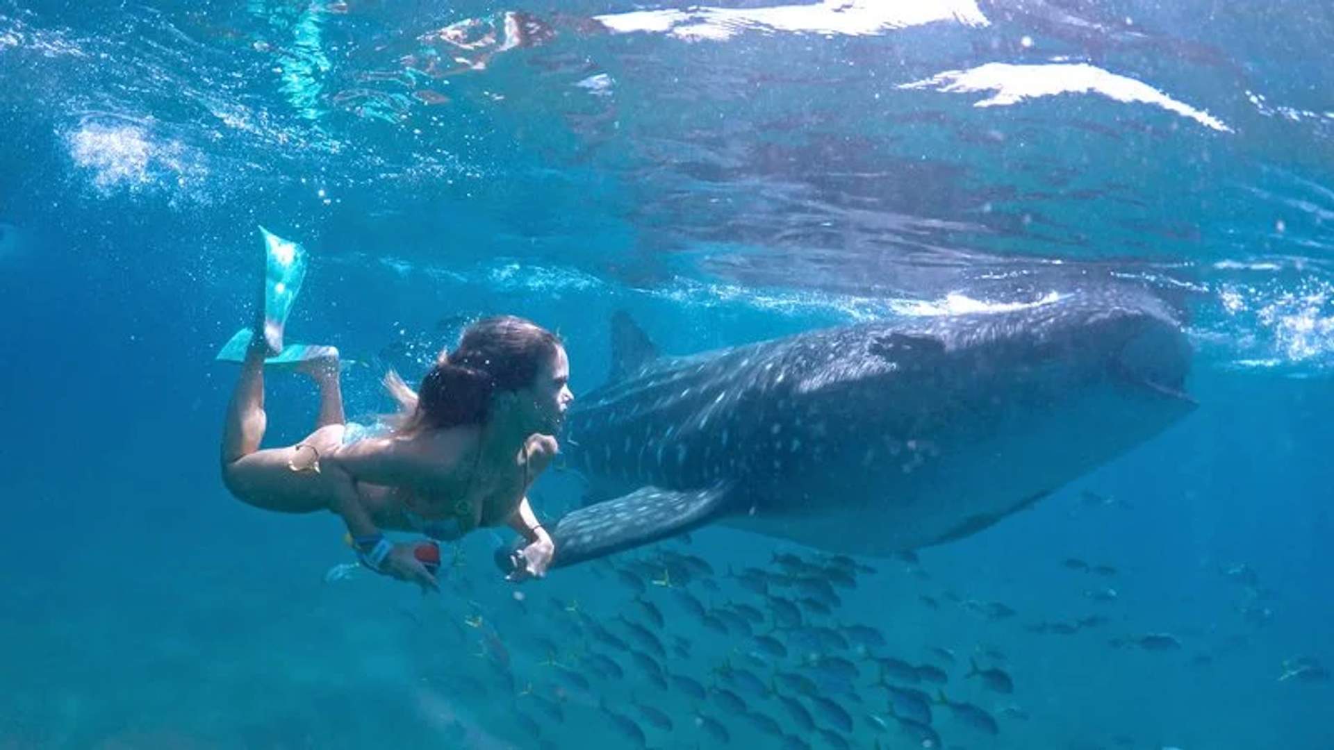 Una mujer buceando junto a un tiburón ballena en aguas cristalinas. El tiburón ballena, con su cuerpo grande y moteado, nada serenamente mientras la mujer lo acompaña, rodeada de pequeños peces.