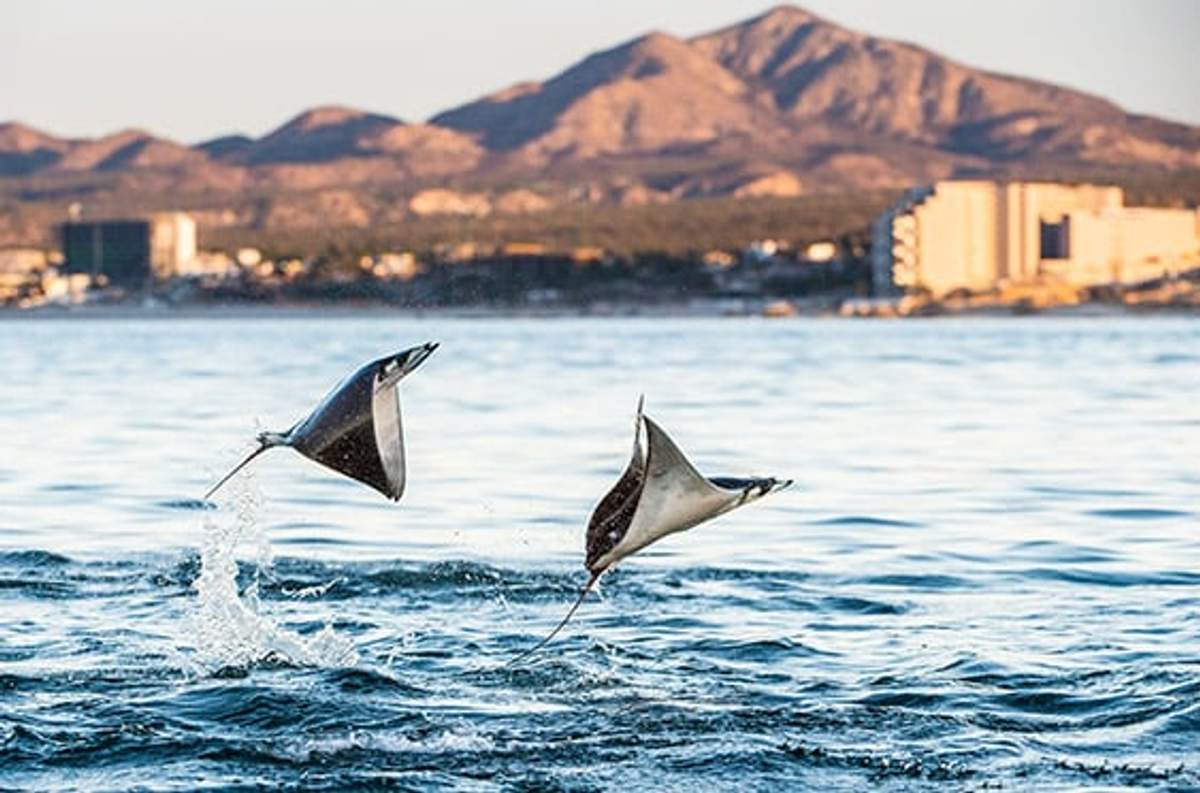Dos rayas saltan fuera del agua con un fondo de montañas distantes y edificios costeros. La escena captura la energía dinámica de las rayas en el aire, con el tranquilo océano y el paisaje urbano como fondo contrastante.