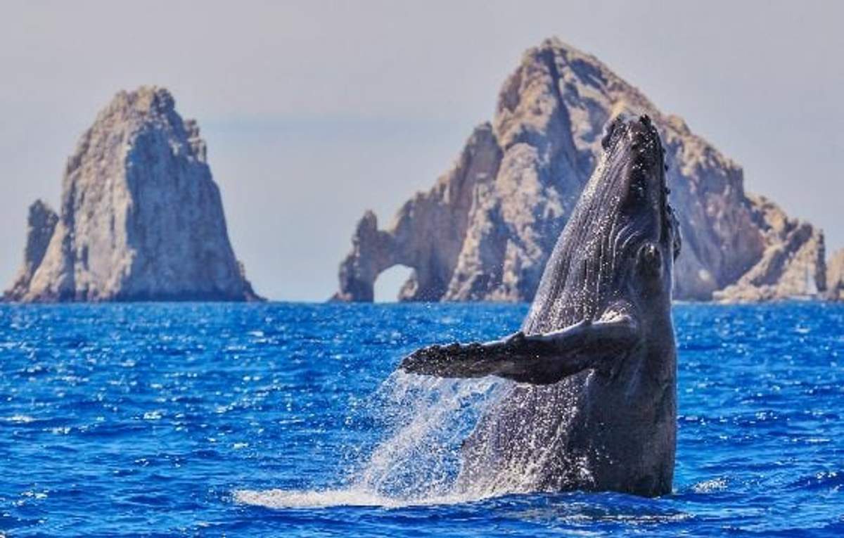 Una ballena jorobada saliendo del agua con formaciones rocosas de fondo, mostrando su tamaño y belleza en Cabo.