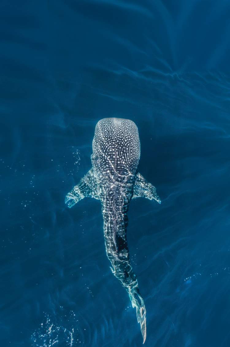 Un tiburón ballena nada con gracia cerca de la superficie del océano, su patrón de manchas iluminado por el sol.