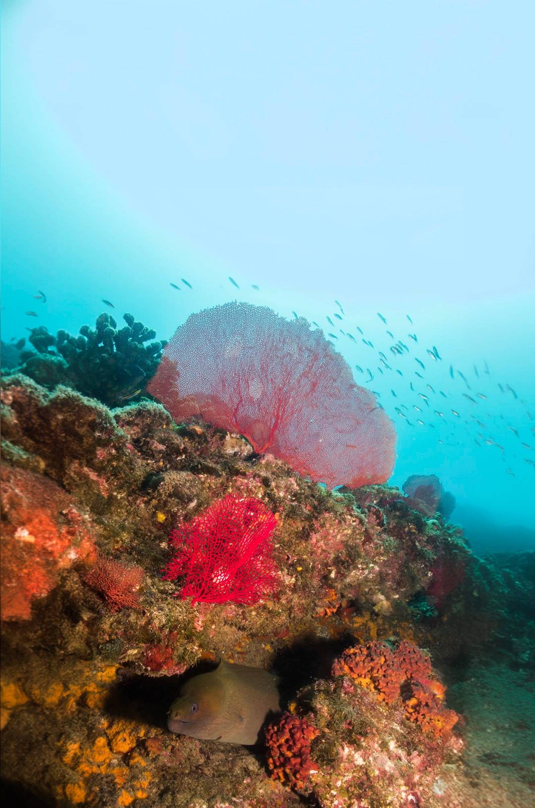 Un vibrante arrecife de coral bajo el agua, con corales coloridos, abanicos de mar rojos y pequeños peces nadando alrededor.