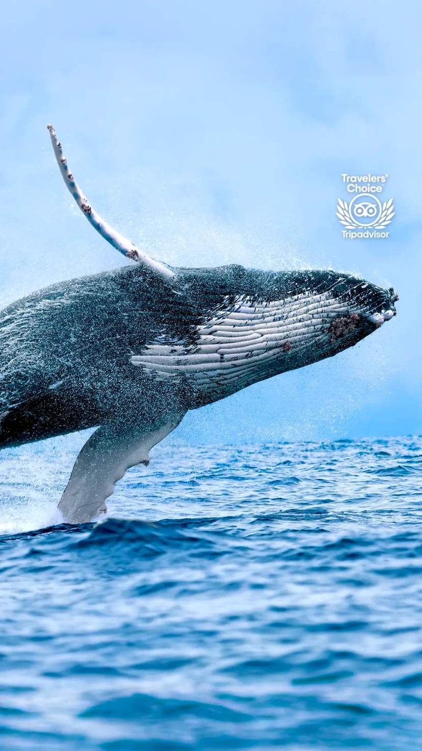 Experience the thrill of whale watching in Cabo, witnessing majestic whales breach the ocean surface.