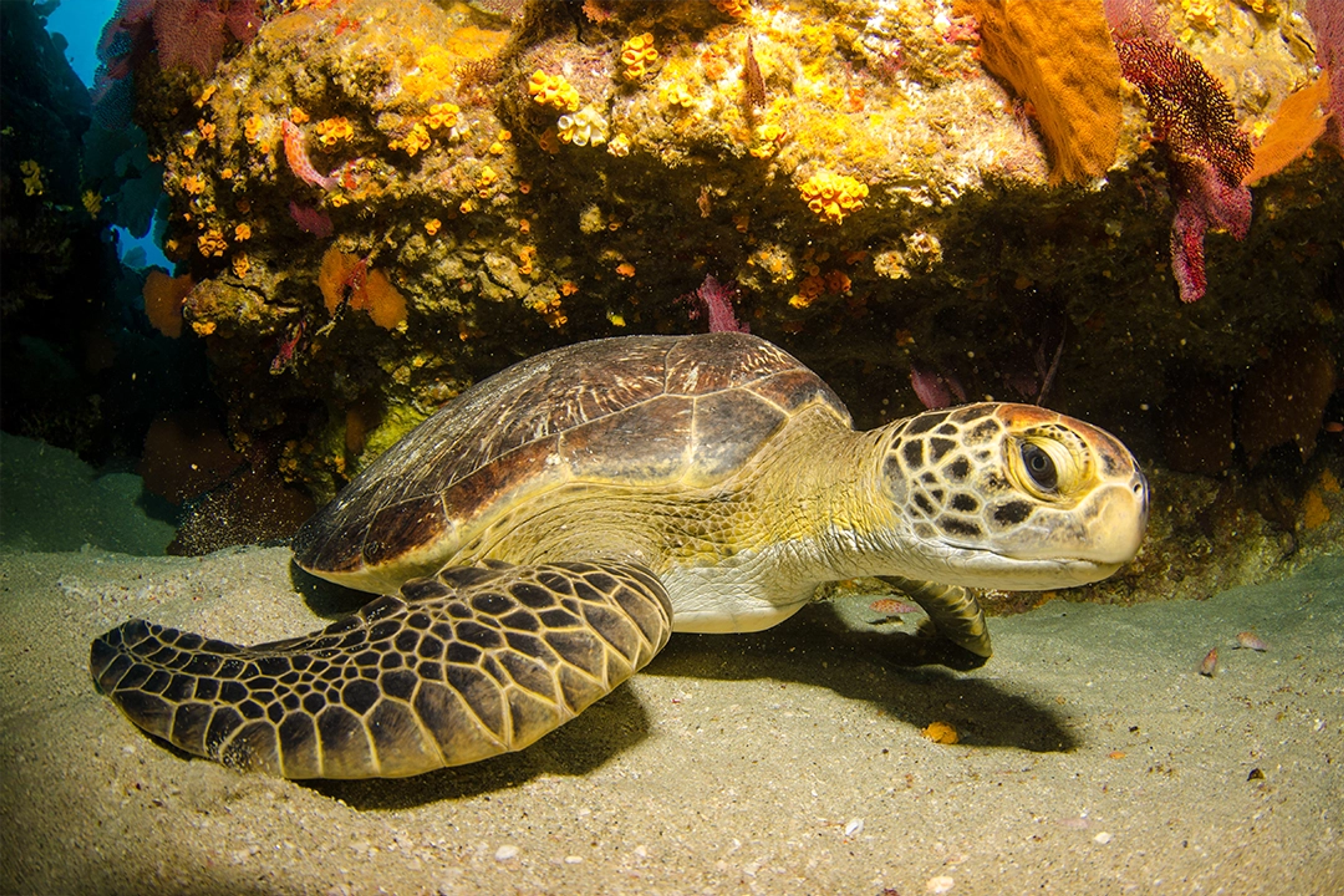 Una tortuga marina descansa en el fondo del océano, rodeada de corales vibrantes y vida marina en aguas claras.
