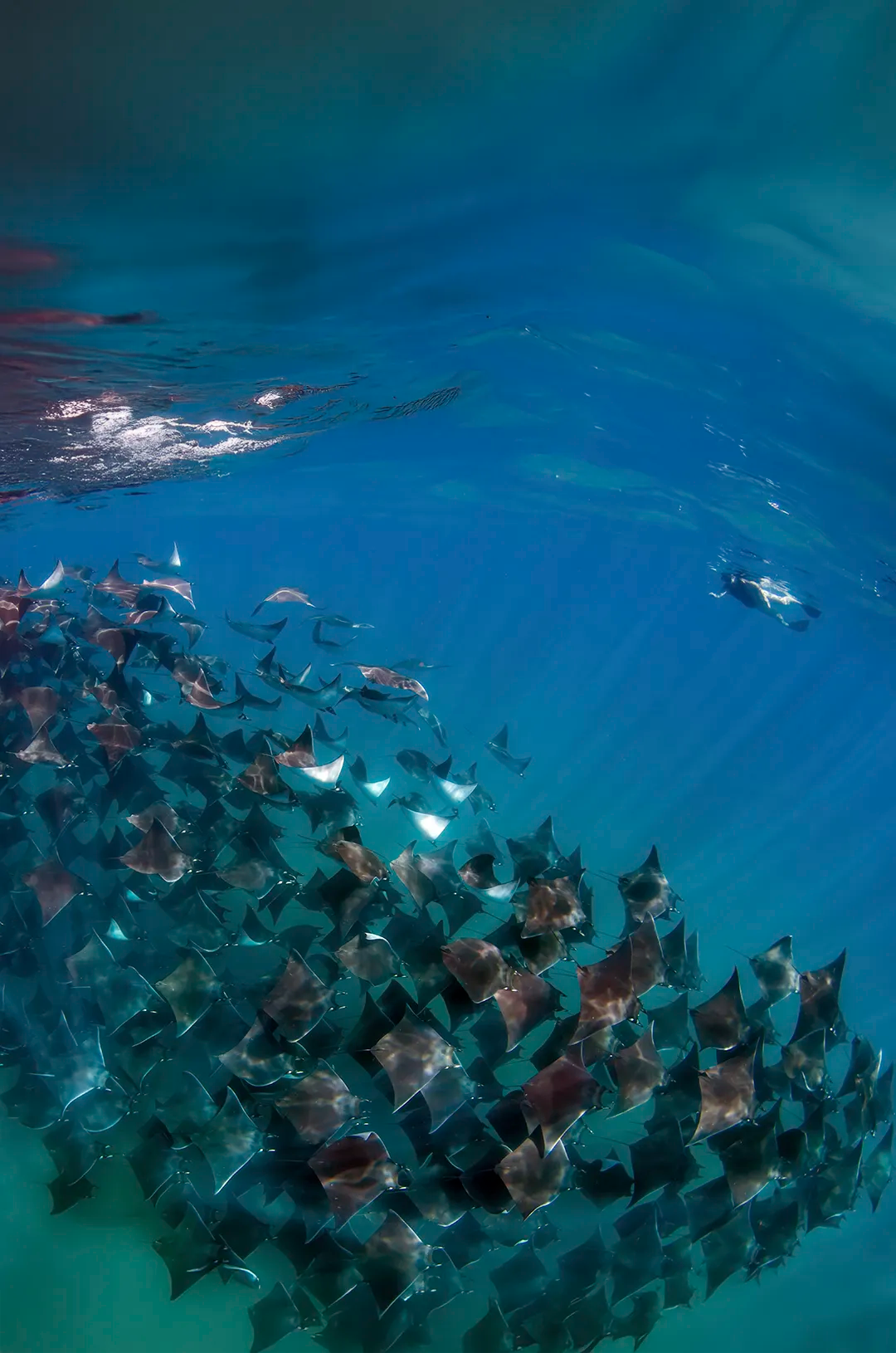 A massive school of mobula rays glides gracefully through the clear blue waters of Baja.