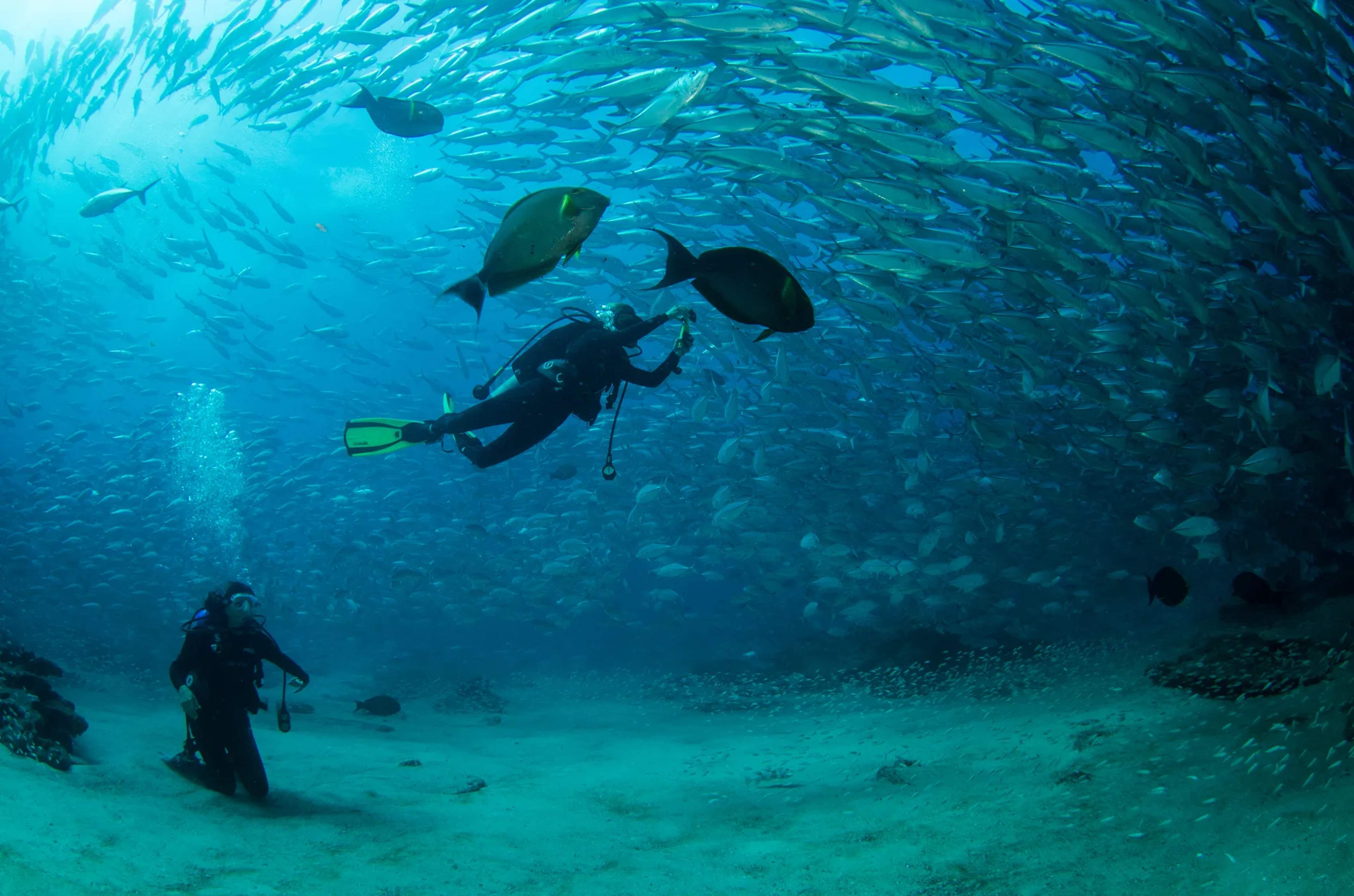 Buzos exploran un arrecife colorido lleno de cardúmenes de peces en las aguas marinas protegidas del Mar de Cortés.