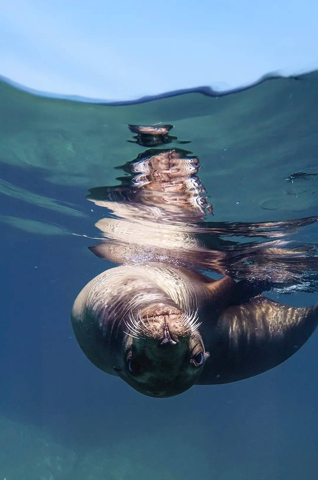 Playful sea lion swimming upside down near the surface, reflecting in the clear blue water.