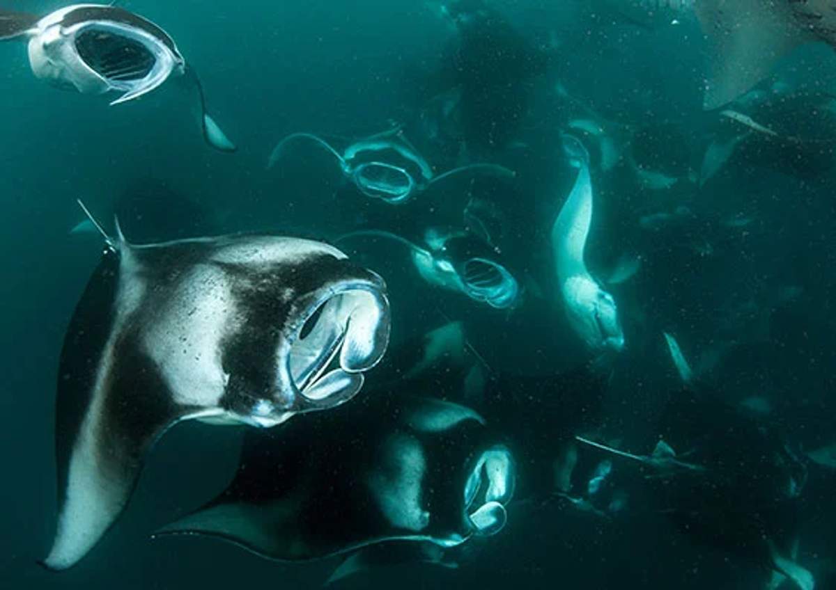 Un grupo de mantarrayas nada a través de aguas oscuras de color azul verdoso, con sus bocas abiertas visibles mientras se alimentan por filtración. La imagen captura la elegancia y la belleza misteriosa de estas grandes y gráciles criaturas en su entorno natural.