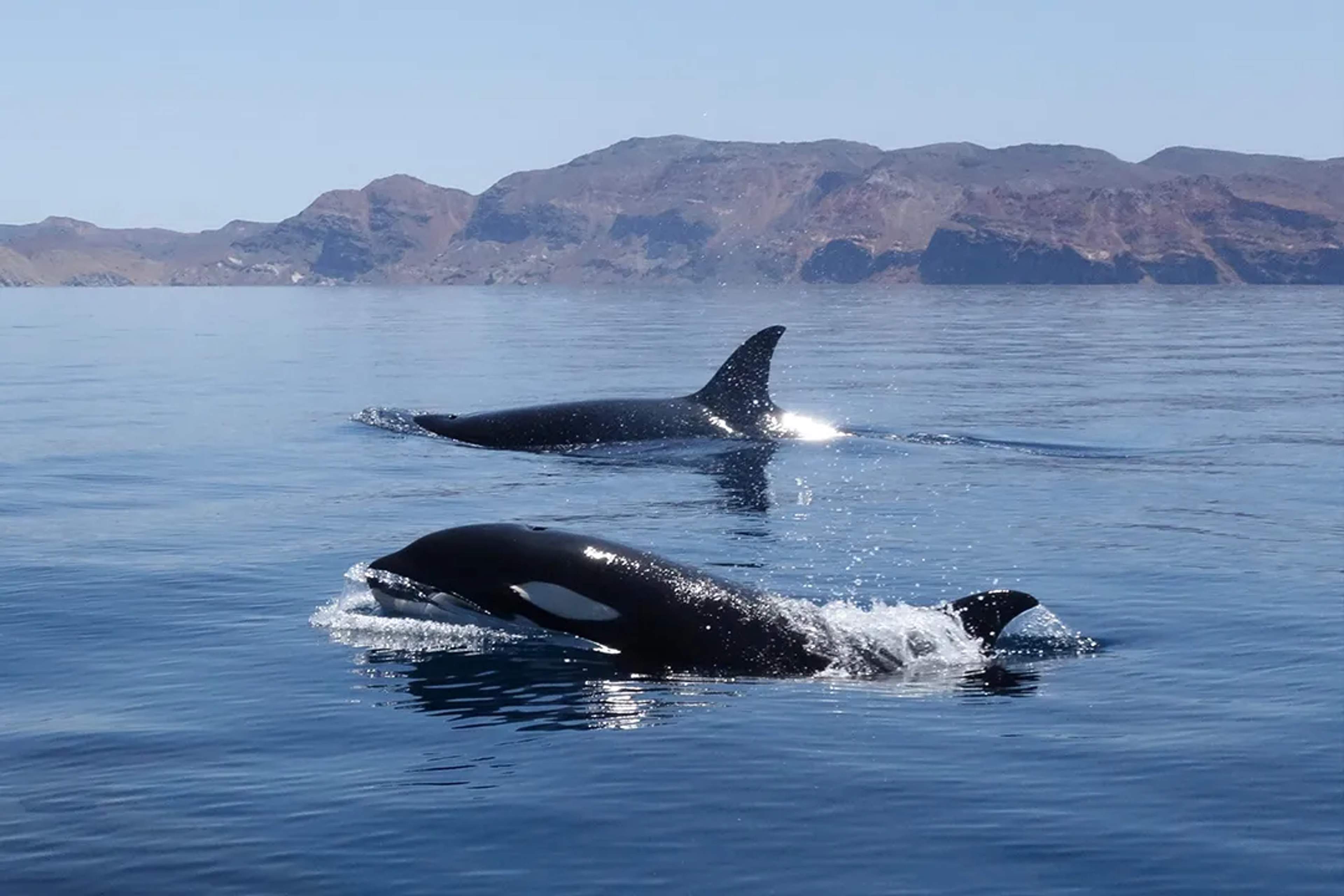 Two orcas swimming near the rocky coast of Baja California Sur on a calm, sunny day.