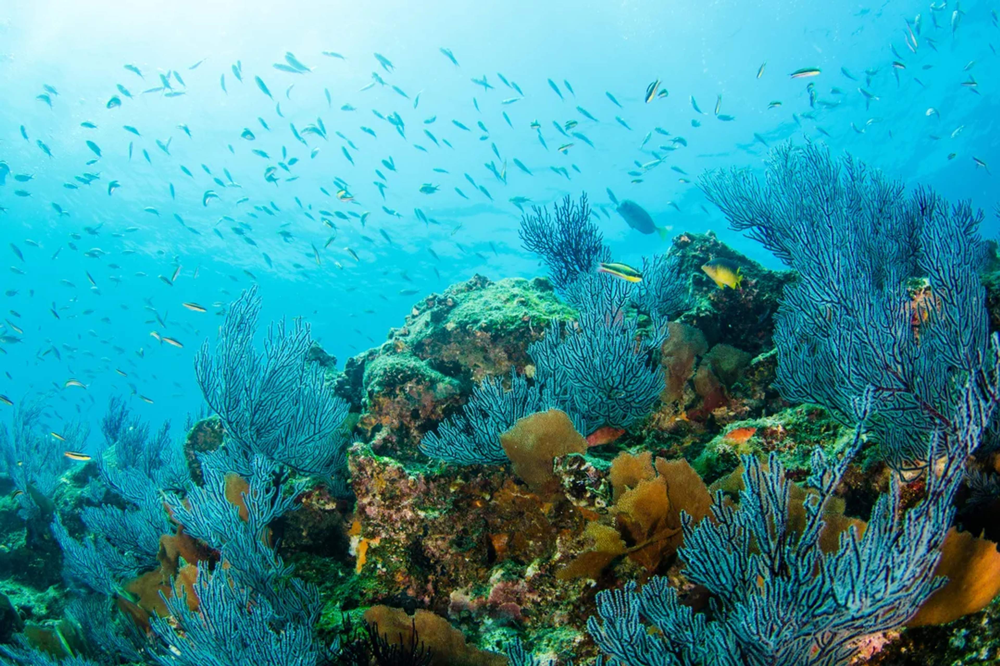 A vibrant coral reef teems with colorful fish and soft corals under crystal-clear waters.