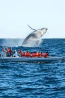 Whale watching tour in Cabo, with a breaching whale close to the boat.