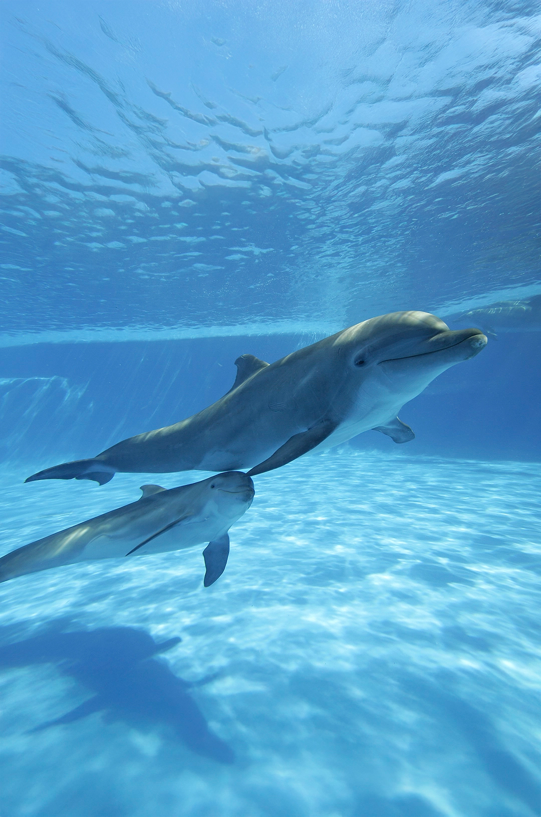 Two dolphins swimming together underwater in Cabo San Lucas.