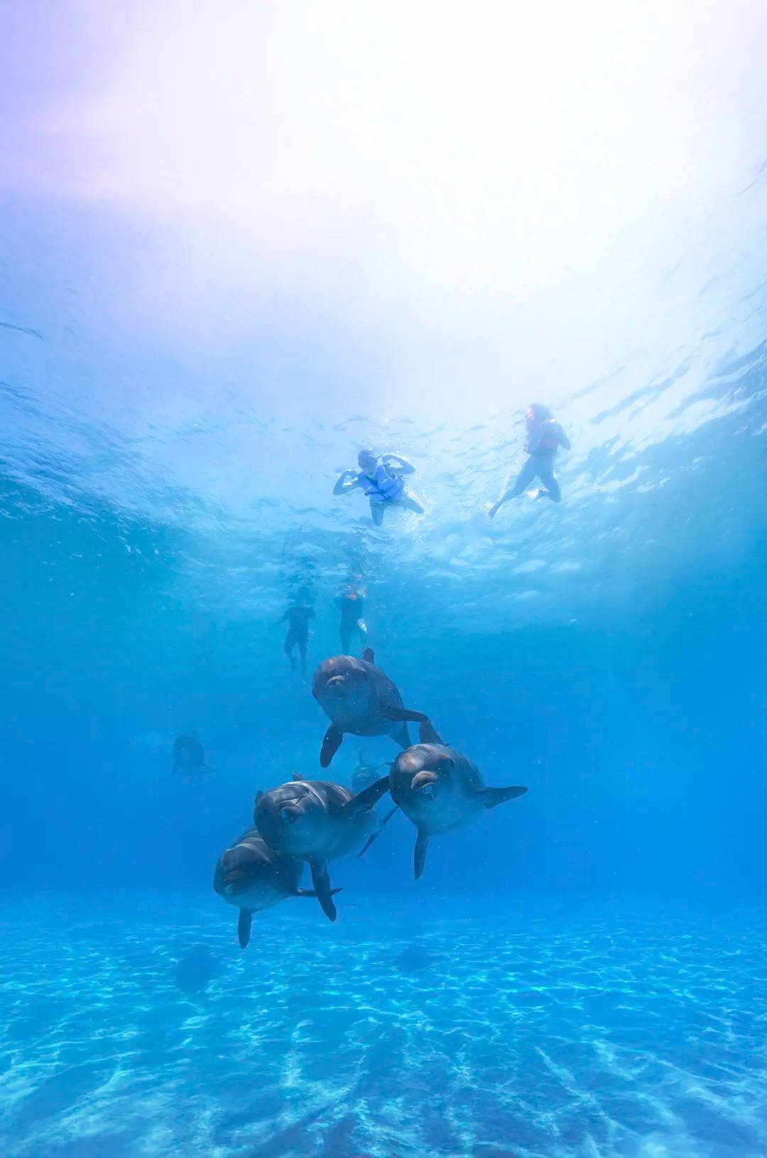 A group of dolphins swims below tourists watching from the surface in crystal-clear waters.