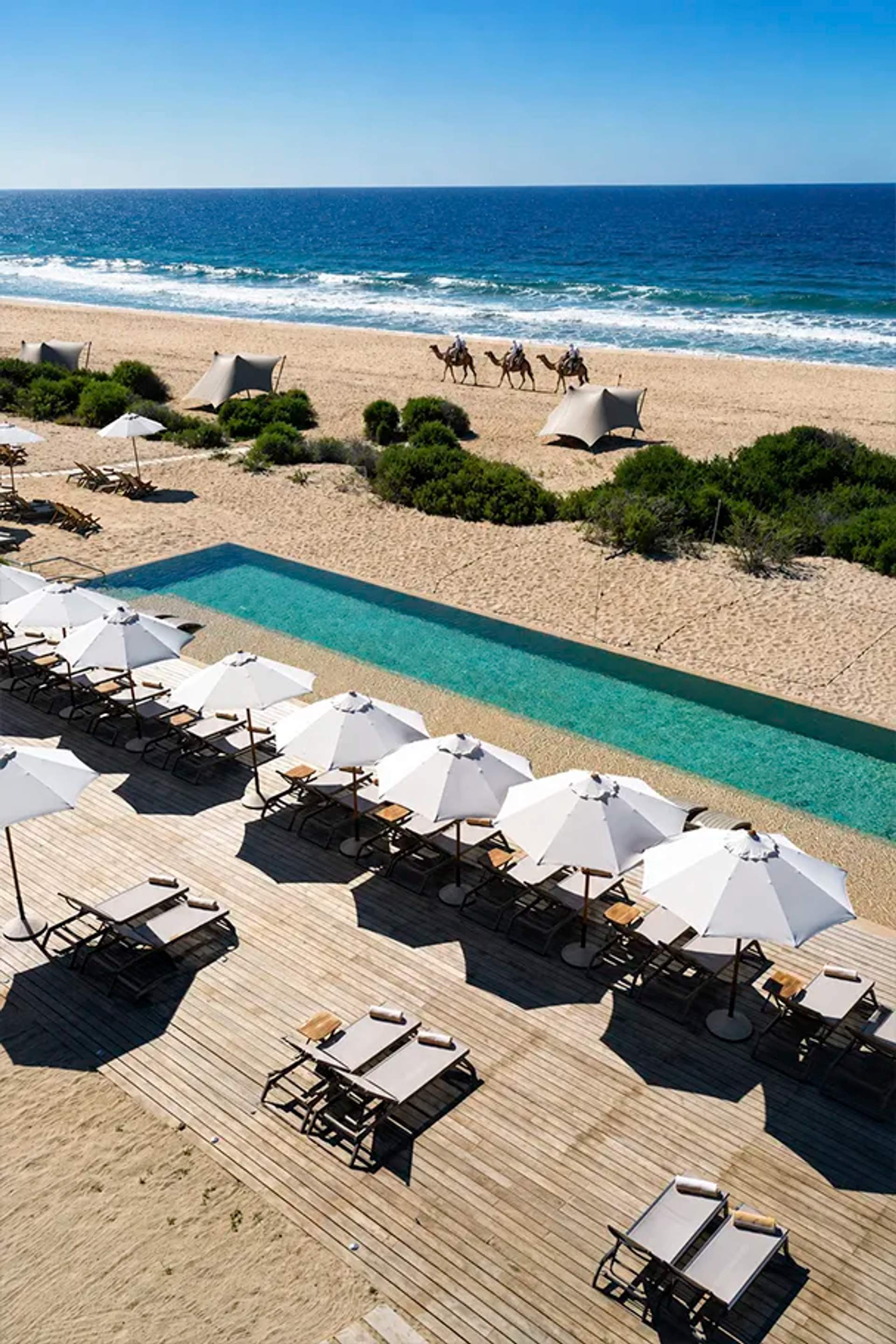 Aerial view of a Cabo beach club with oceanfront pool, white umbrellas, lounge chairs, and camels on the beach.